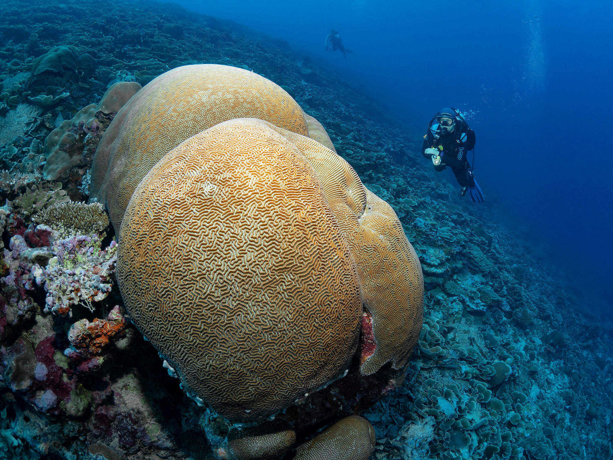 Underwater Photo Shoot. Your photographer on land and under water— Alexey Zaytsev