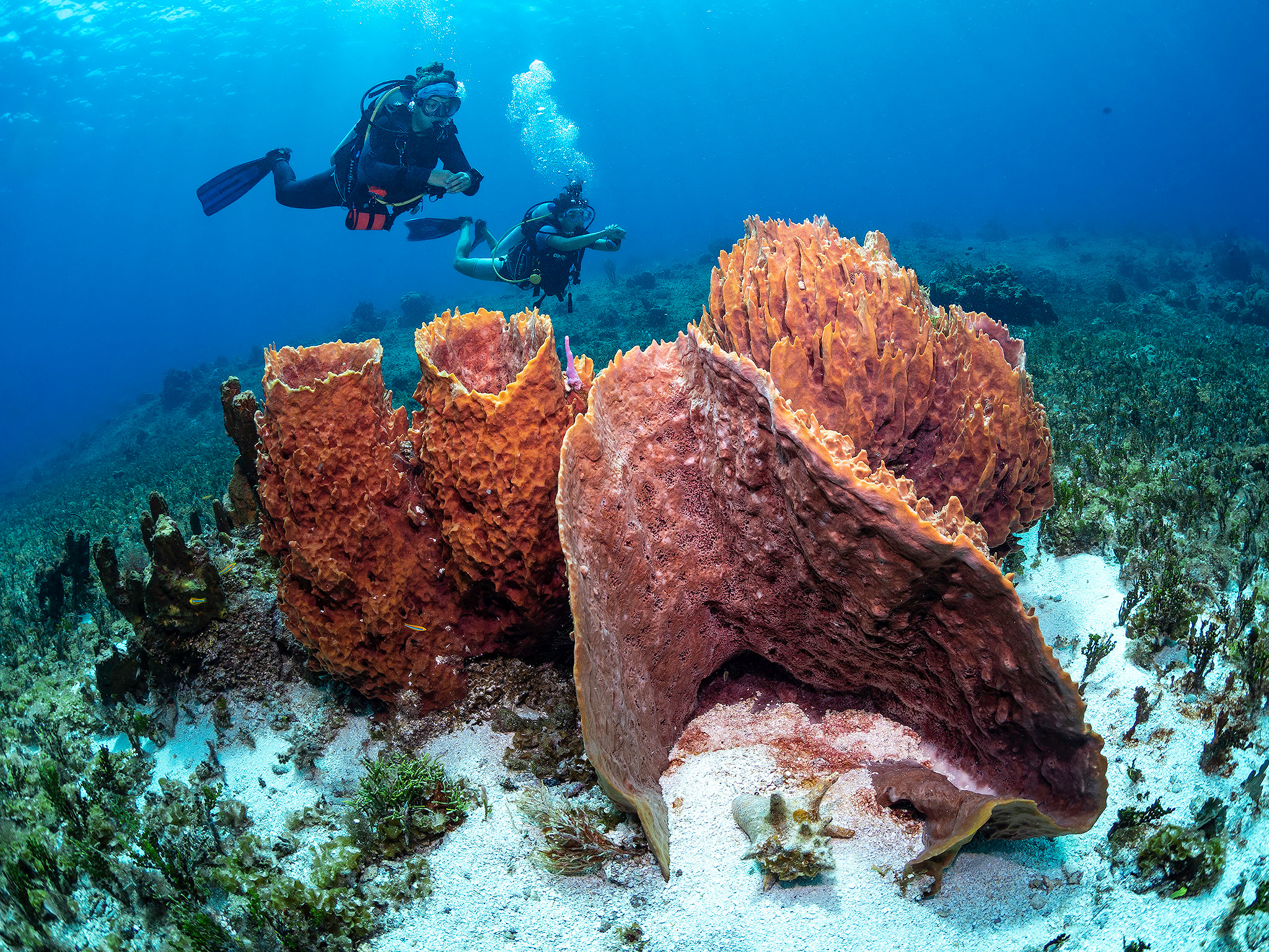 Underwater Photo Shoot. Your photographer on land and under water— Alexey Zaytsev