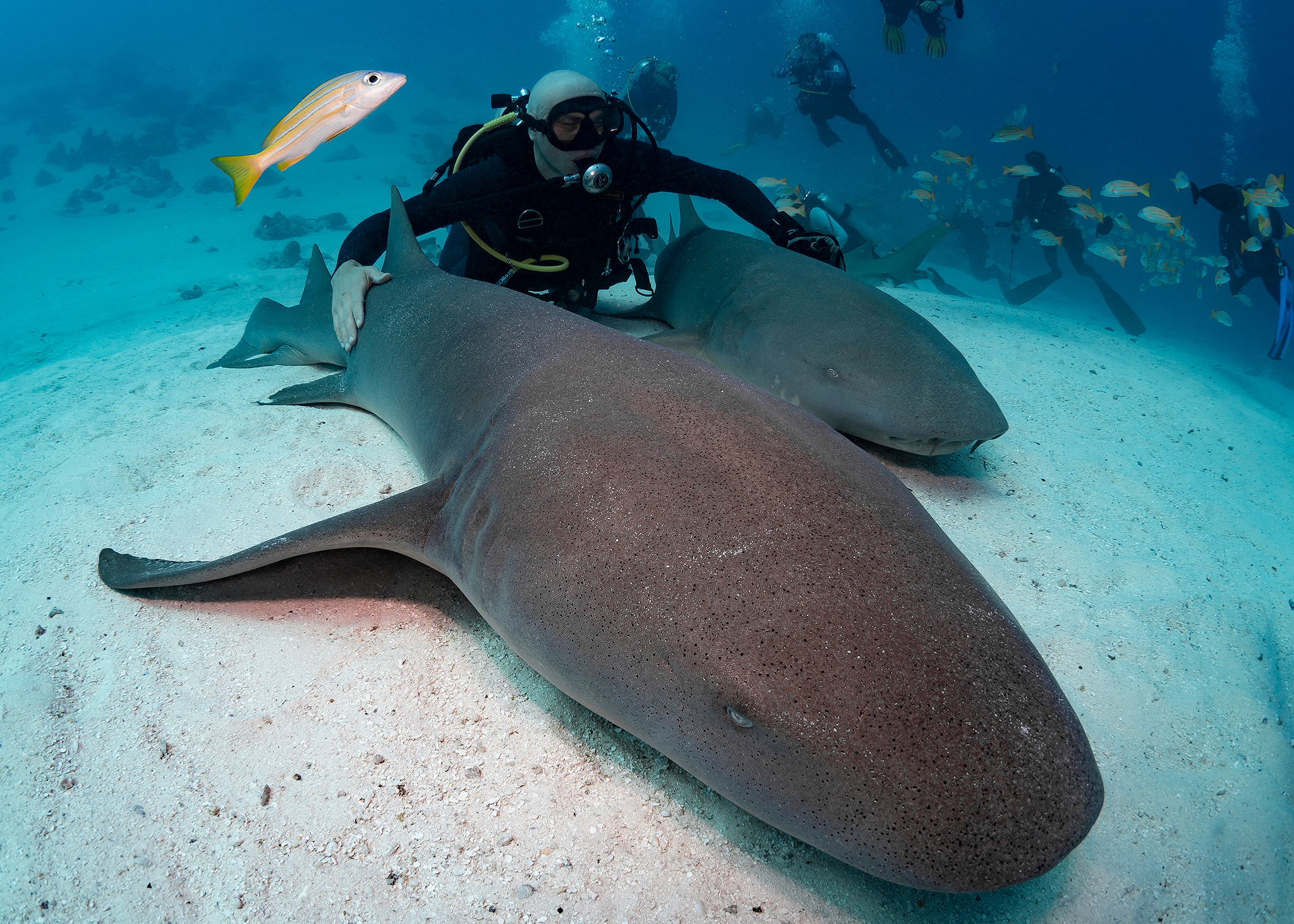Underwater Photo Shoot. Your photographer on land and under water— Alexey Zaytsev