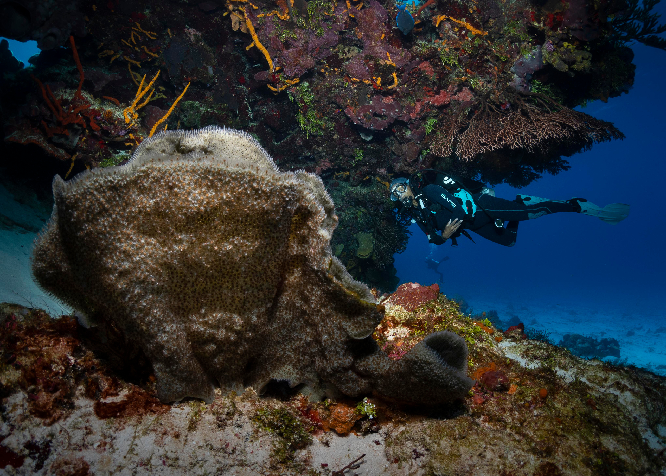 Underwater Photo Shoot. Your photographer on land and under water— Alexey Zaytsev