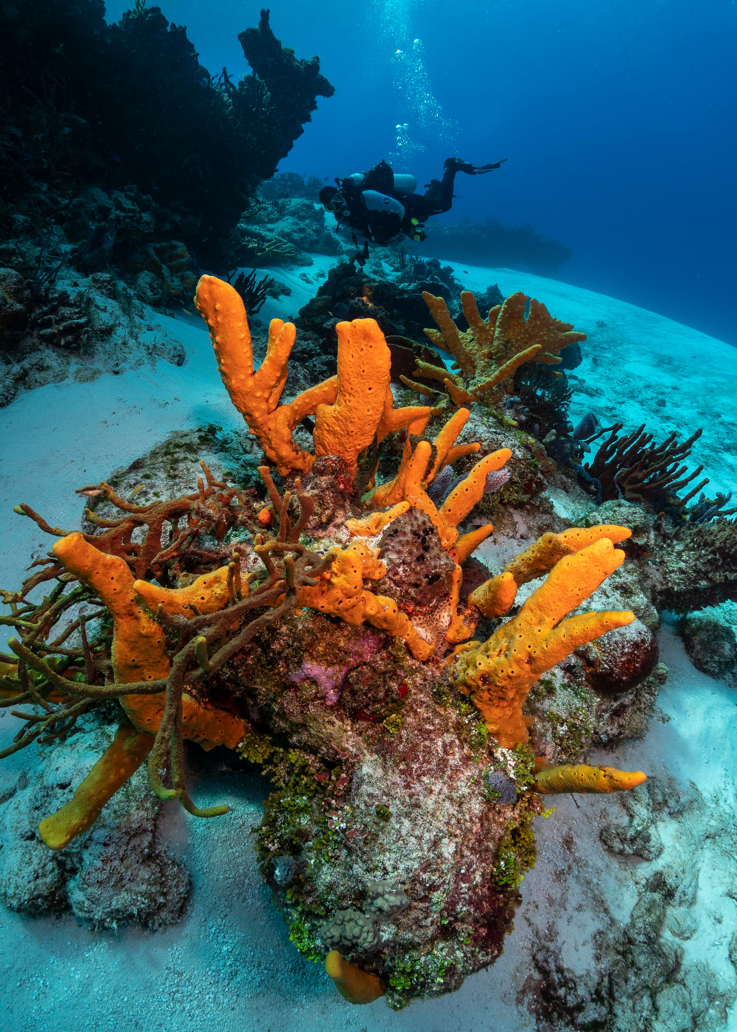 Underwater Photo Shoot. Your photographer on land and under water— Alexey Zaytsev