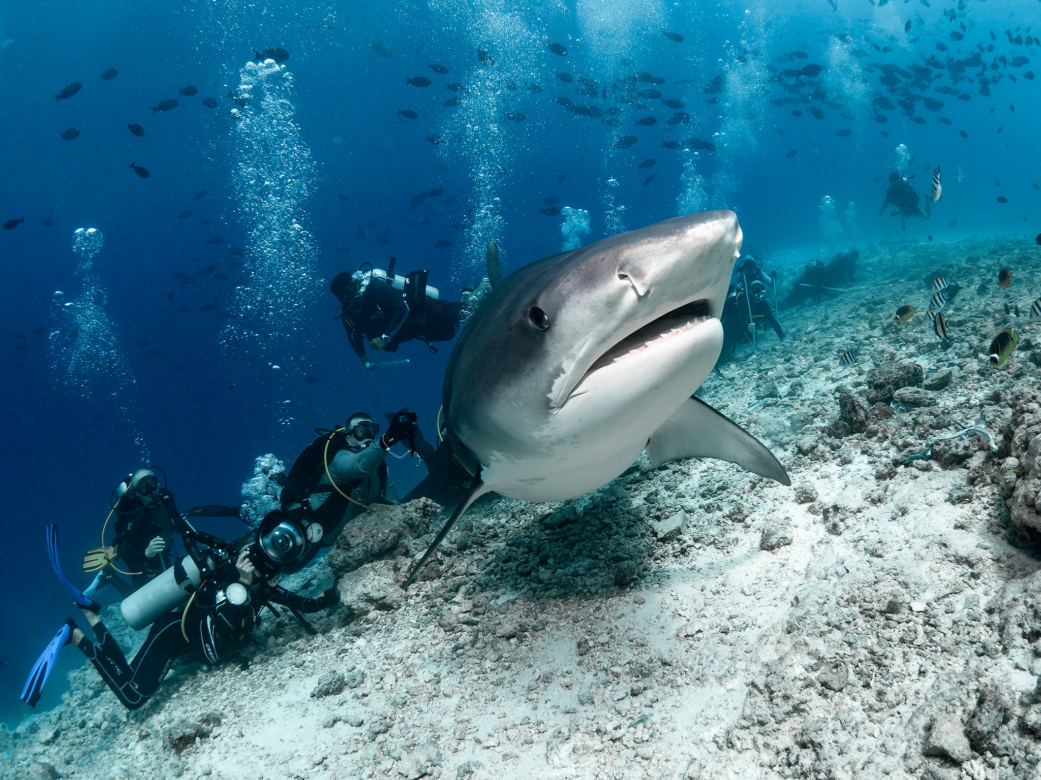 Underwater Photo Shoot. Your photographer on land and under water— Alexey Zaytsev