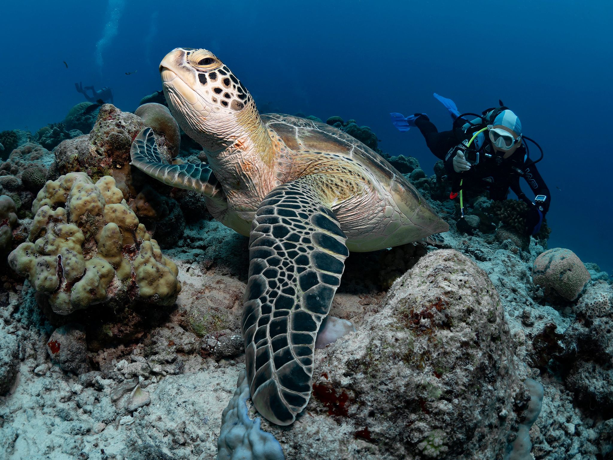 Underwater Photo Shoot. Your photographer on land and under water— Alexey Zaytsev