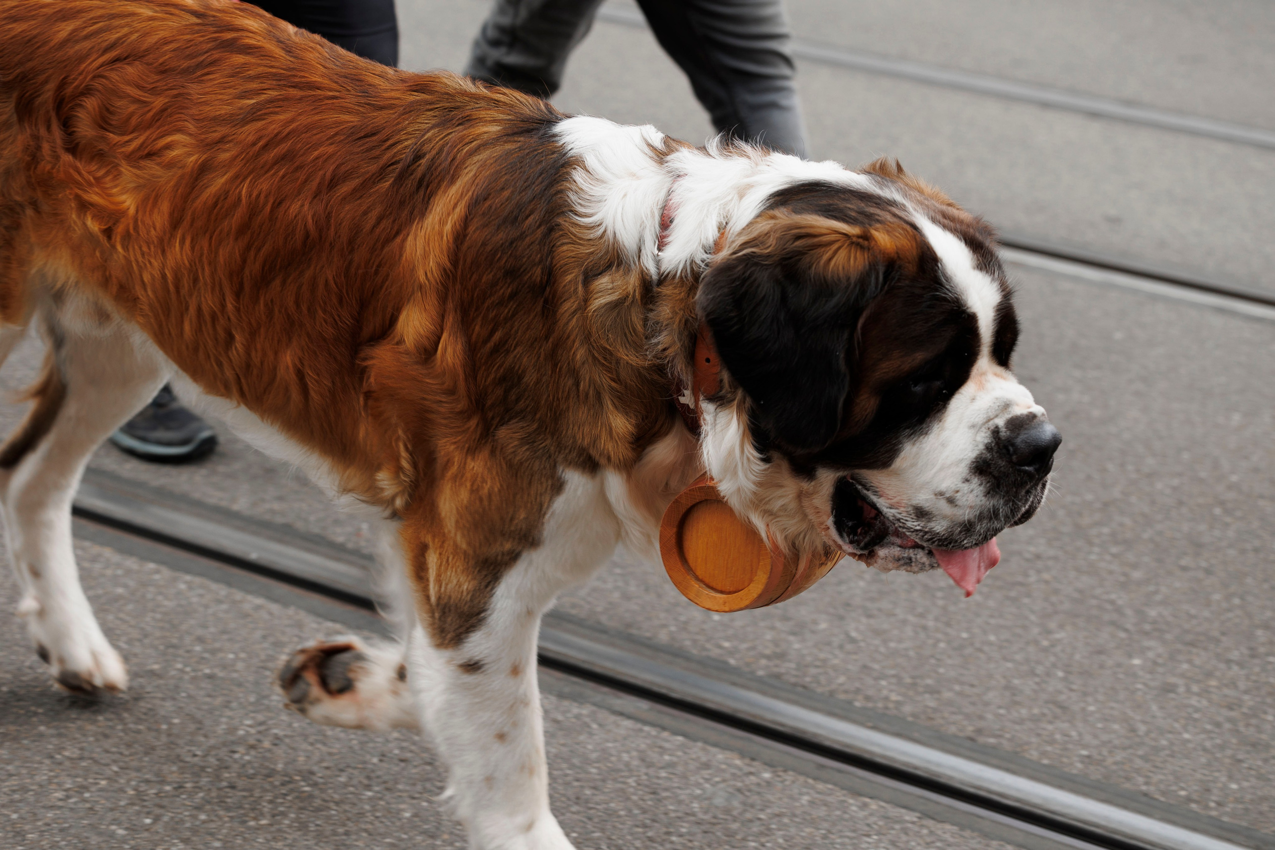 Trachtenfest 24. FotoStory by Lana Gfeller / Kanton Zürich