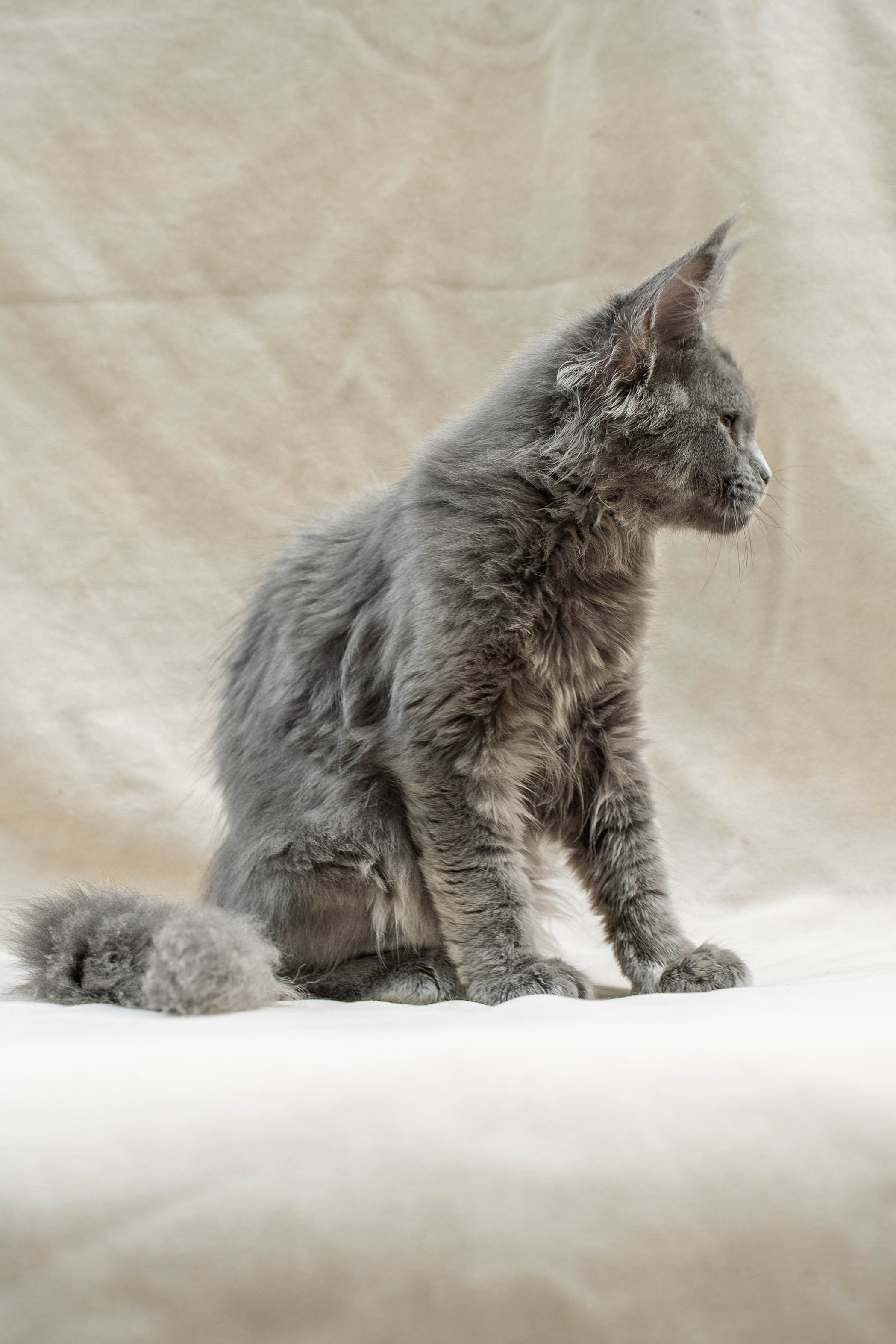 Senator Misty. Senator Cat — Maine Coon cattery