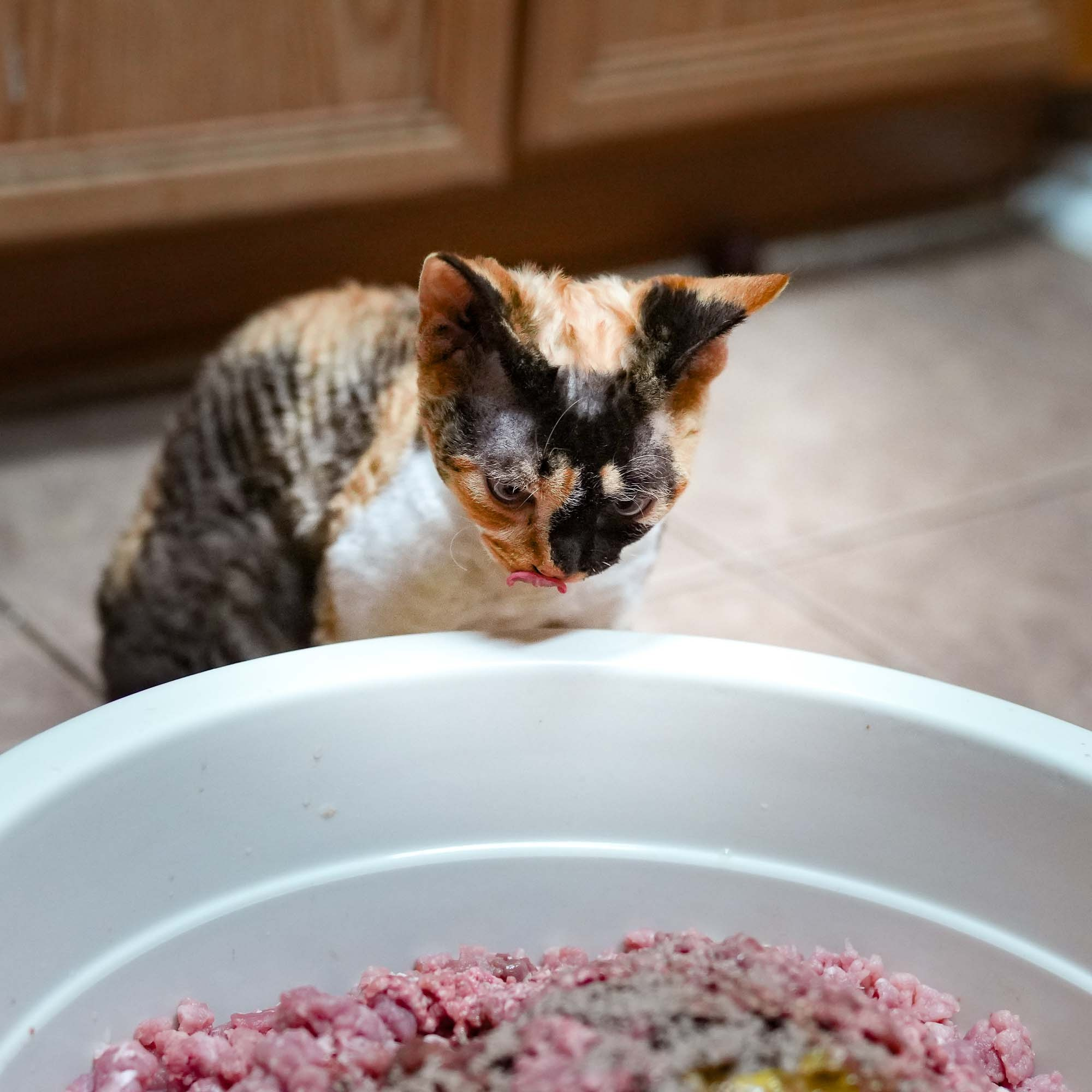 Dottie, girl, born on 06.06.24. Devon Rex Pixie Cattery