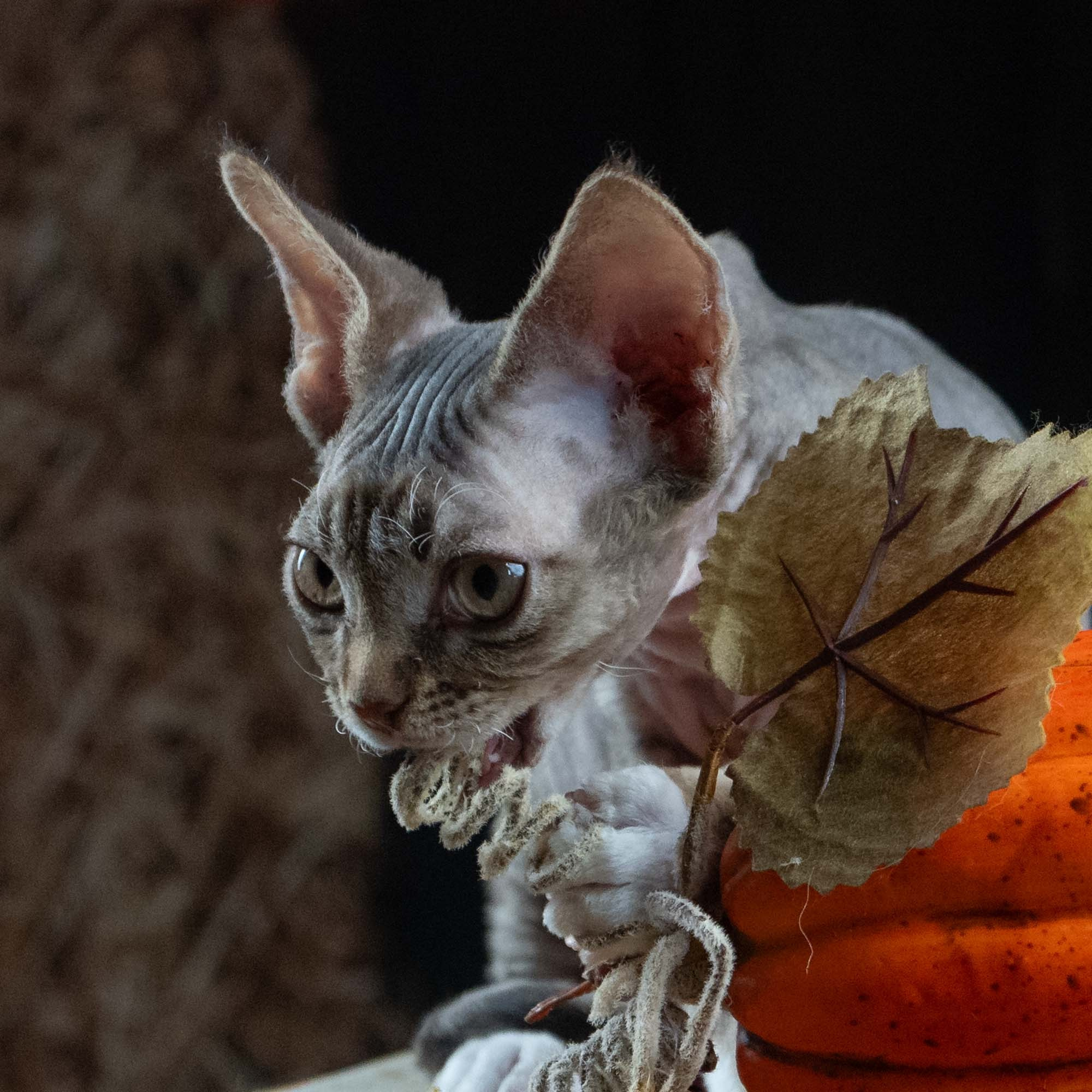 Elvis, boy, born on 06.09.24 SOLD. Devon Rex Pixie Cattery