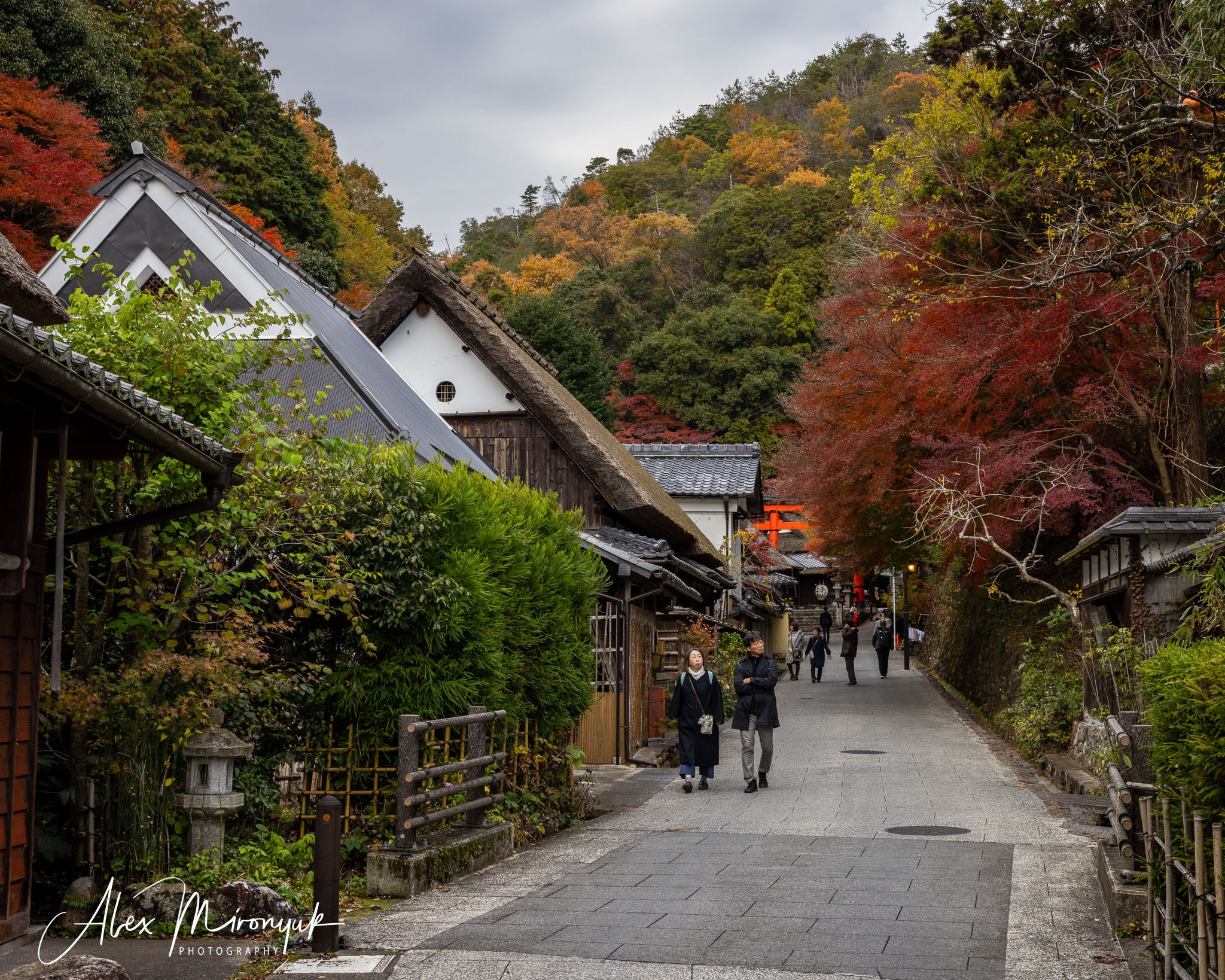 Autumn Colors of Japan. Pet, Senior, Landscape, portrait studio, photographer in Miami and Sou