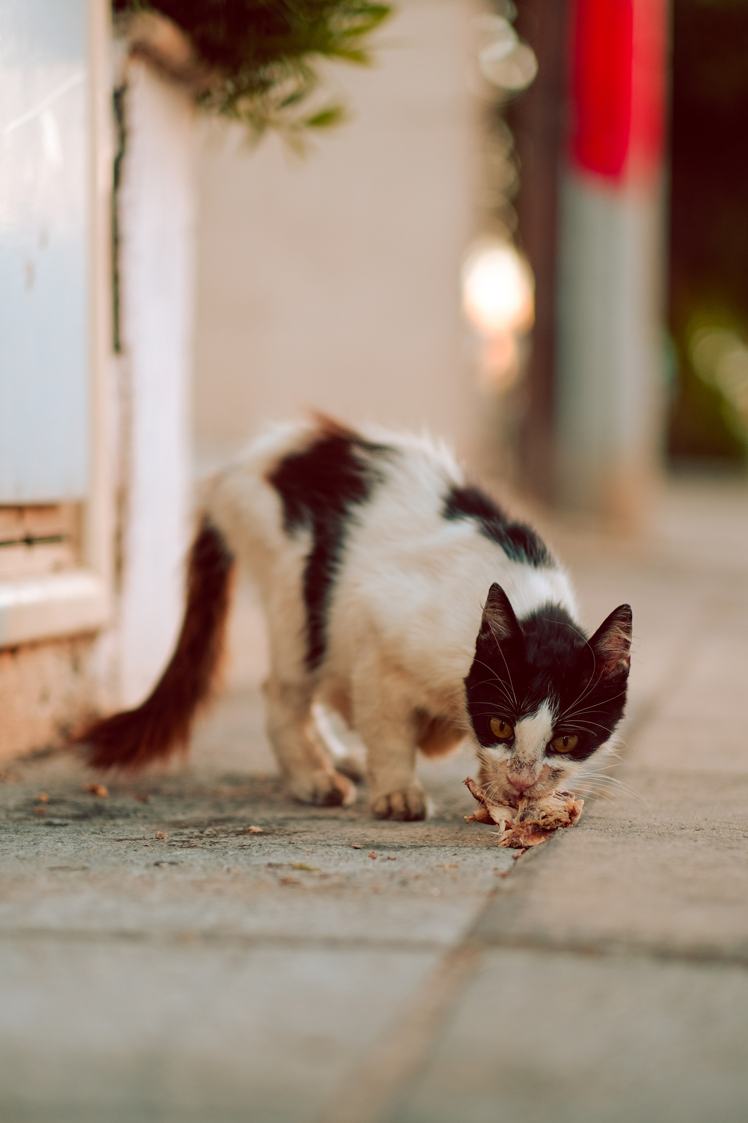 Feral Cat in Limassol