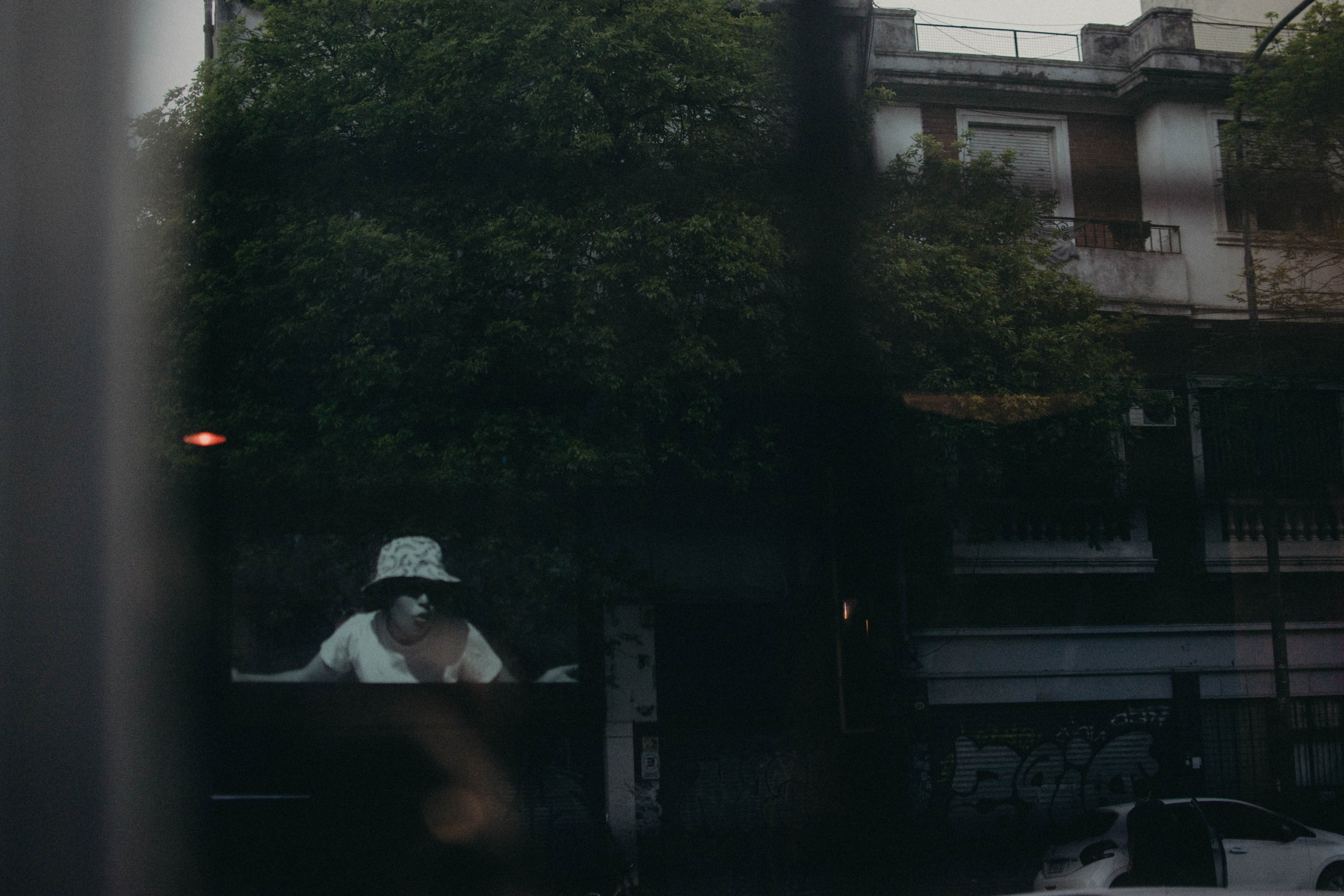 Kiski-mushki. Photographer @elmirkami in the city of Buenos Aires