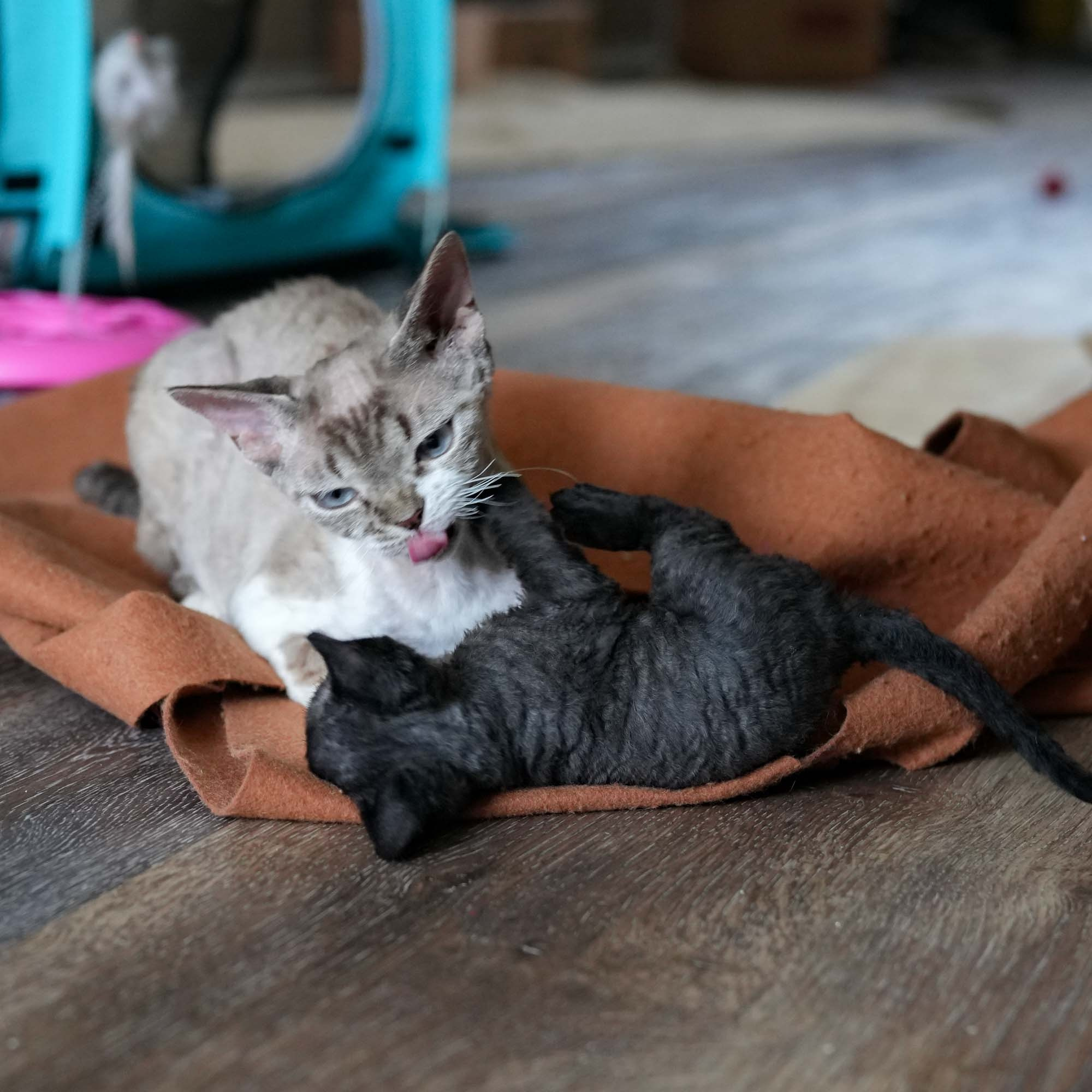 Smoke, boy,  born on  04.11.24, Sold. Devon Rex Pixie Cattery