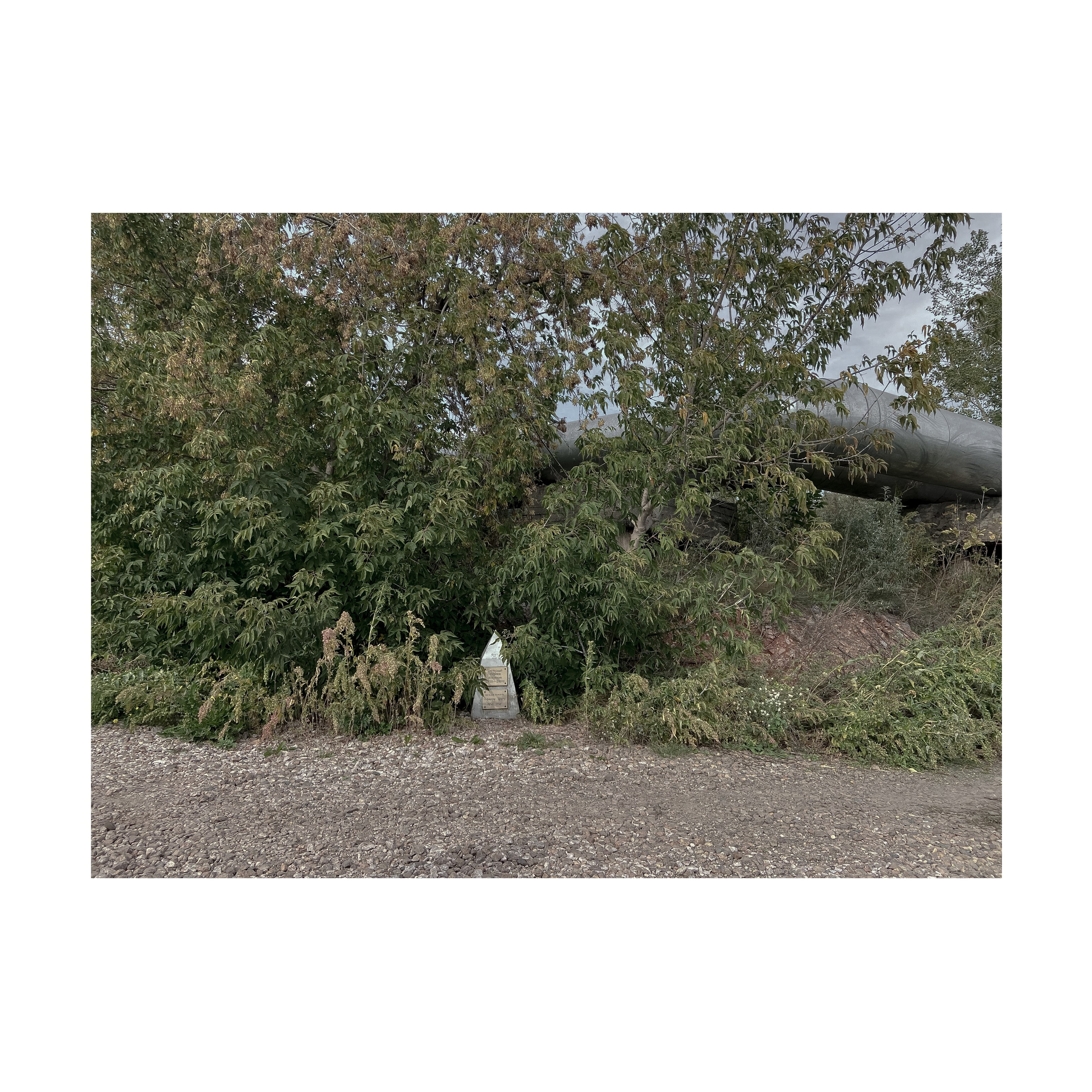 Phoenix. Nelly Elagina