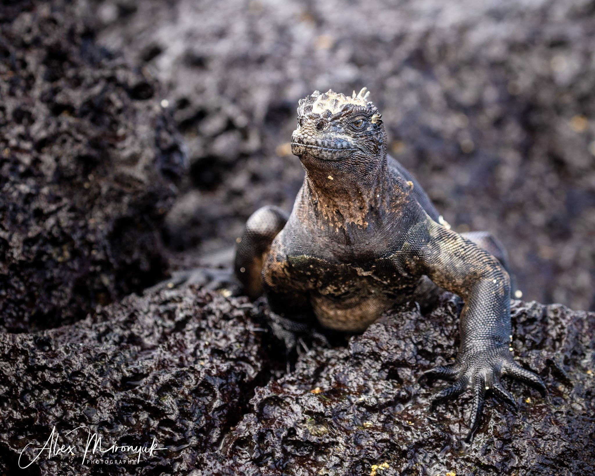 Galapagos Islands Adventure. Alex Mironyuk Photography