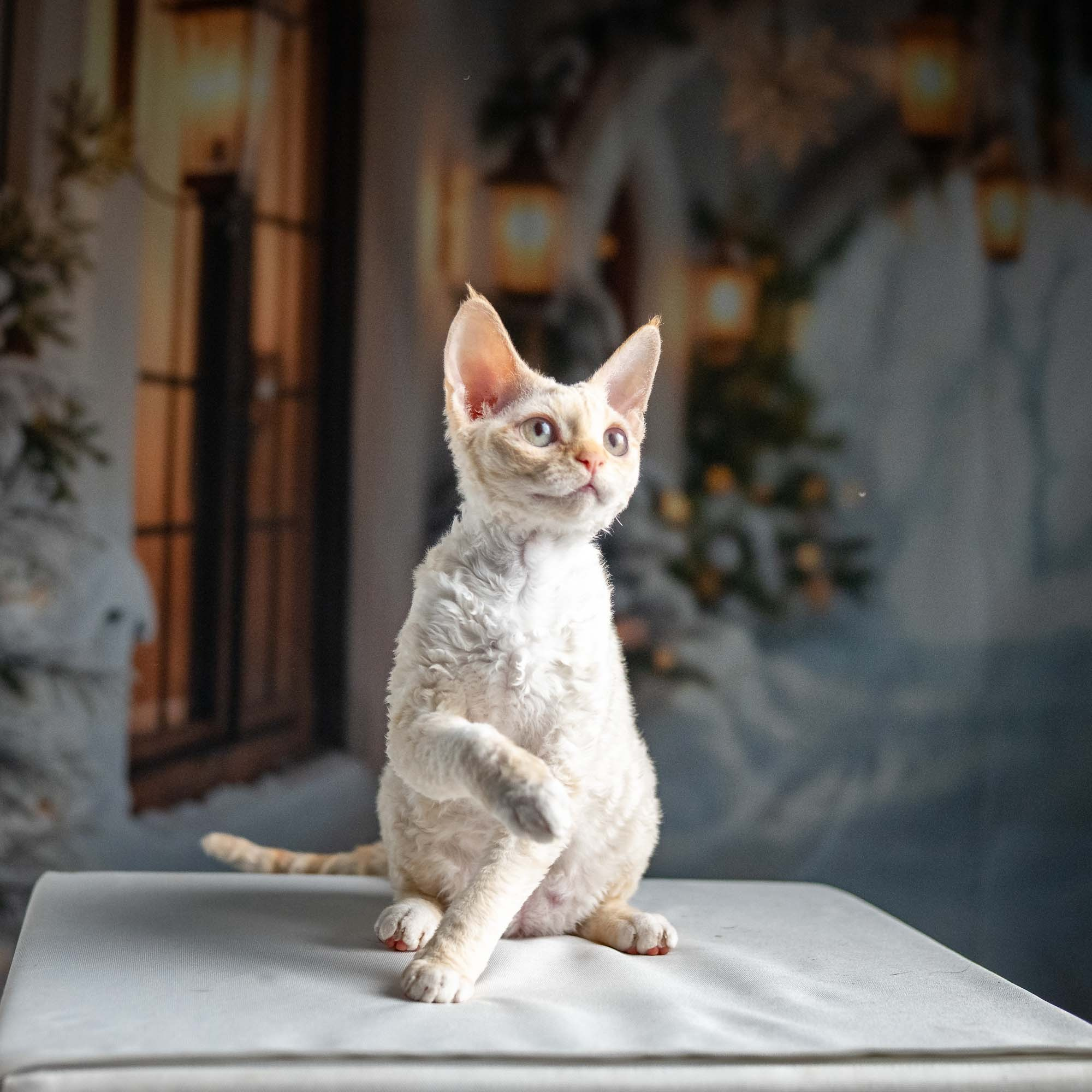 Jasmin, girl, born 06.25.2025. Devon Rex Pixie Cattery
