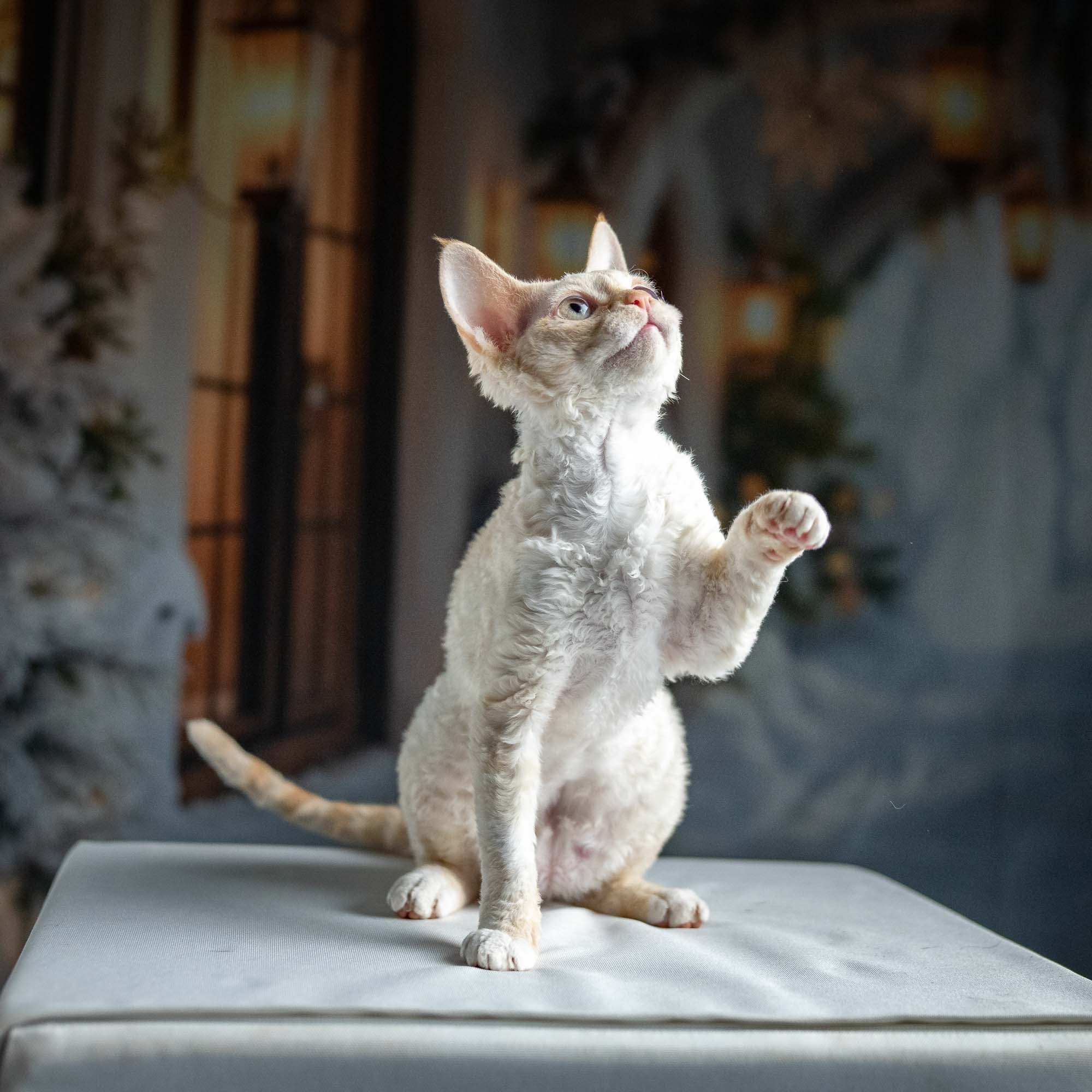 Jasmin, girl, born 06.25.2025. Devon Rex Pixie Cattery