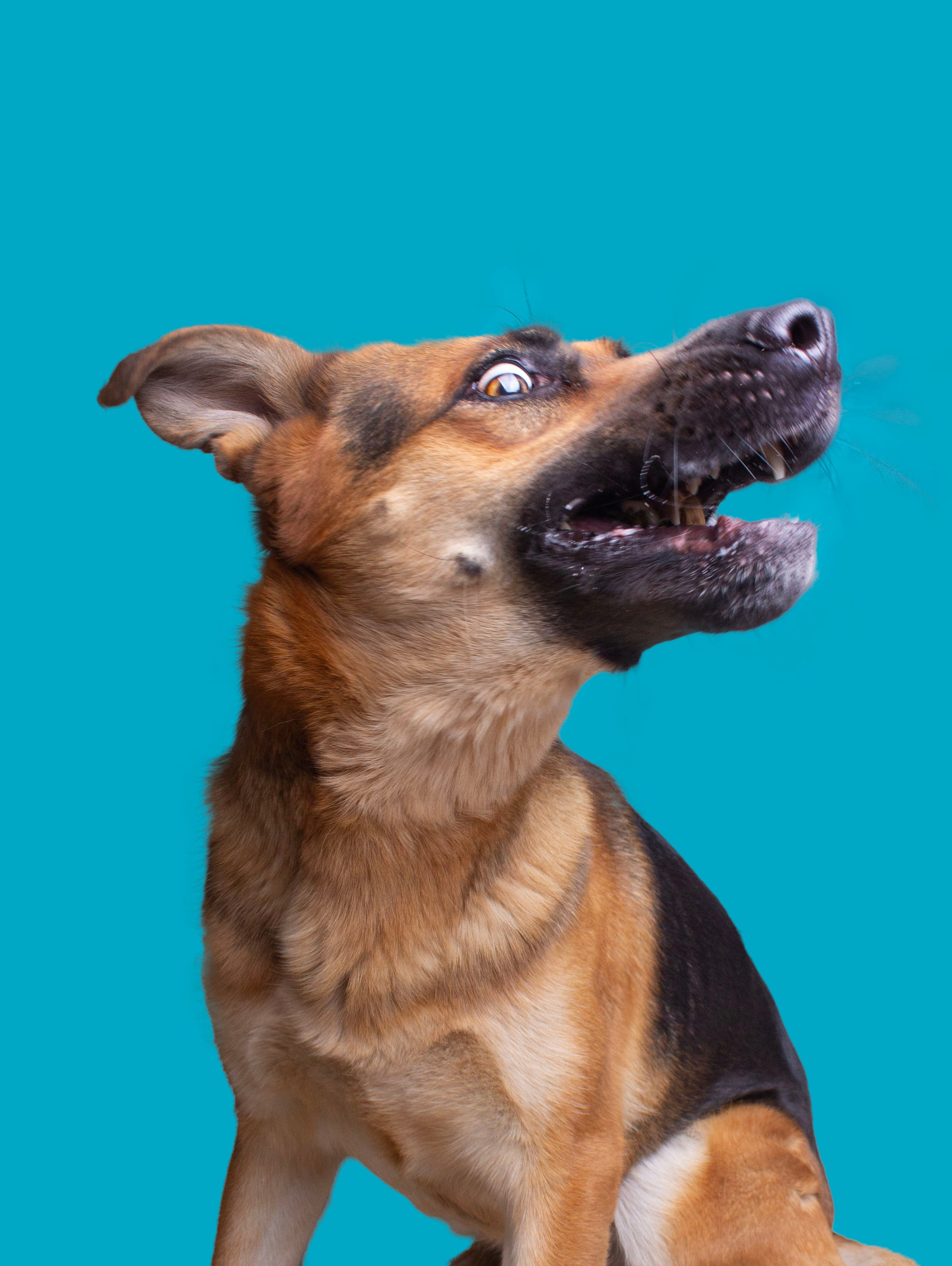 Fotos con huella, fotografía de perros y mascotas en Sevilla