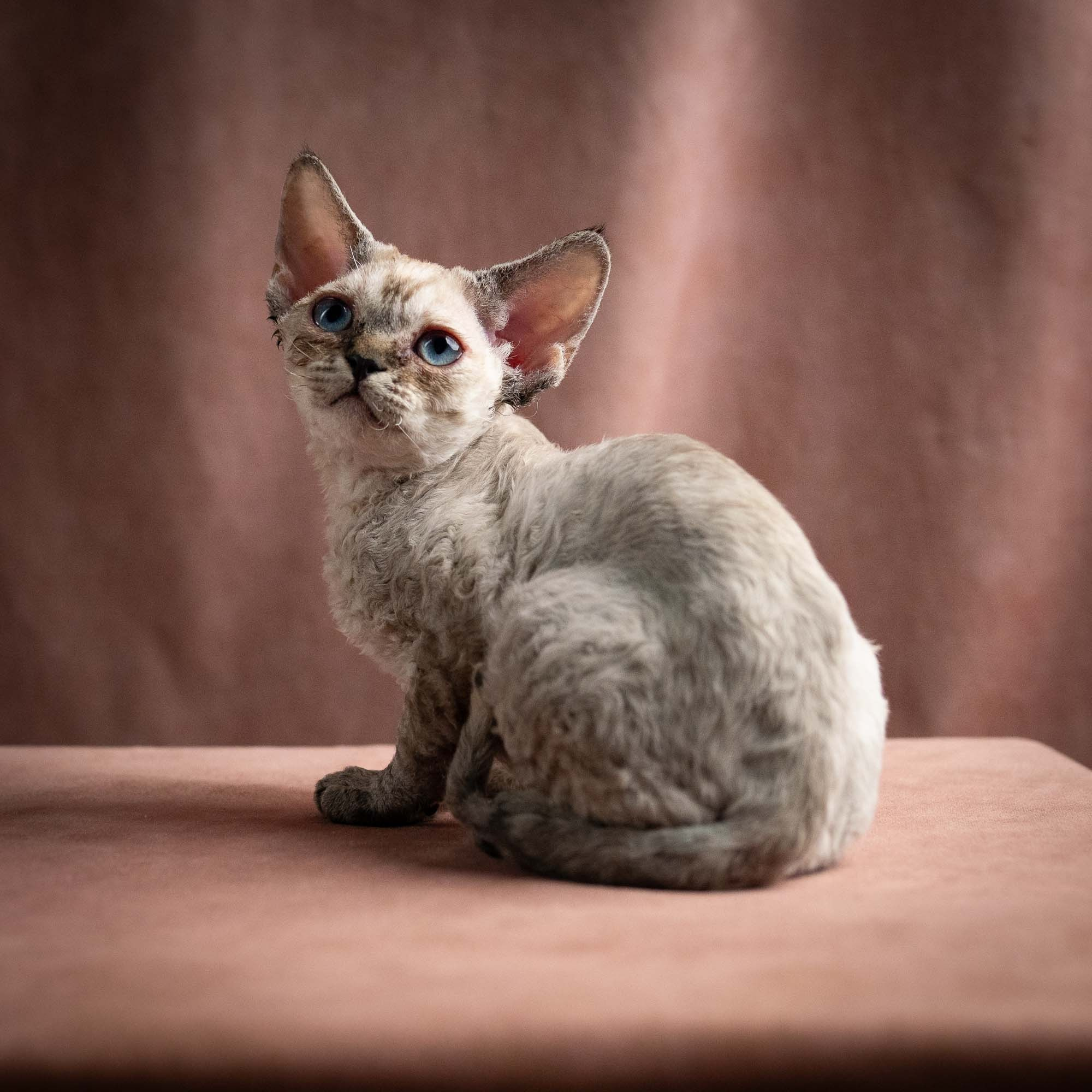 Quella, girl, born 02.14.26. Devon Rex Pixie Cattery