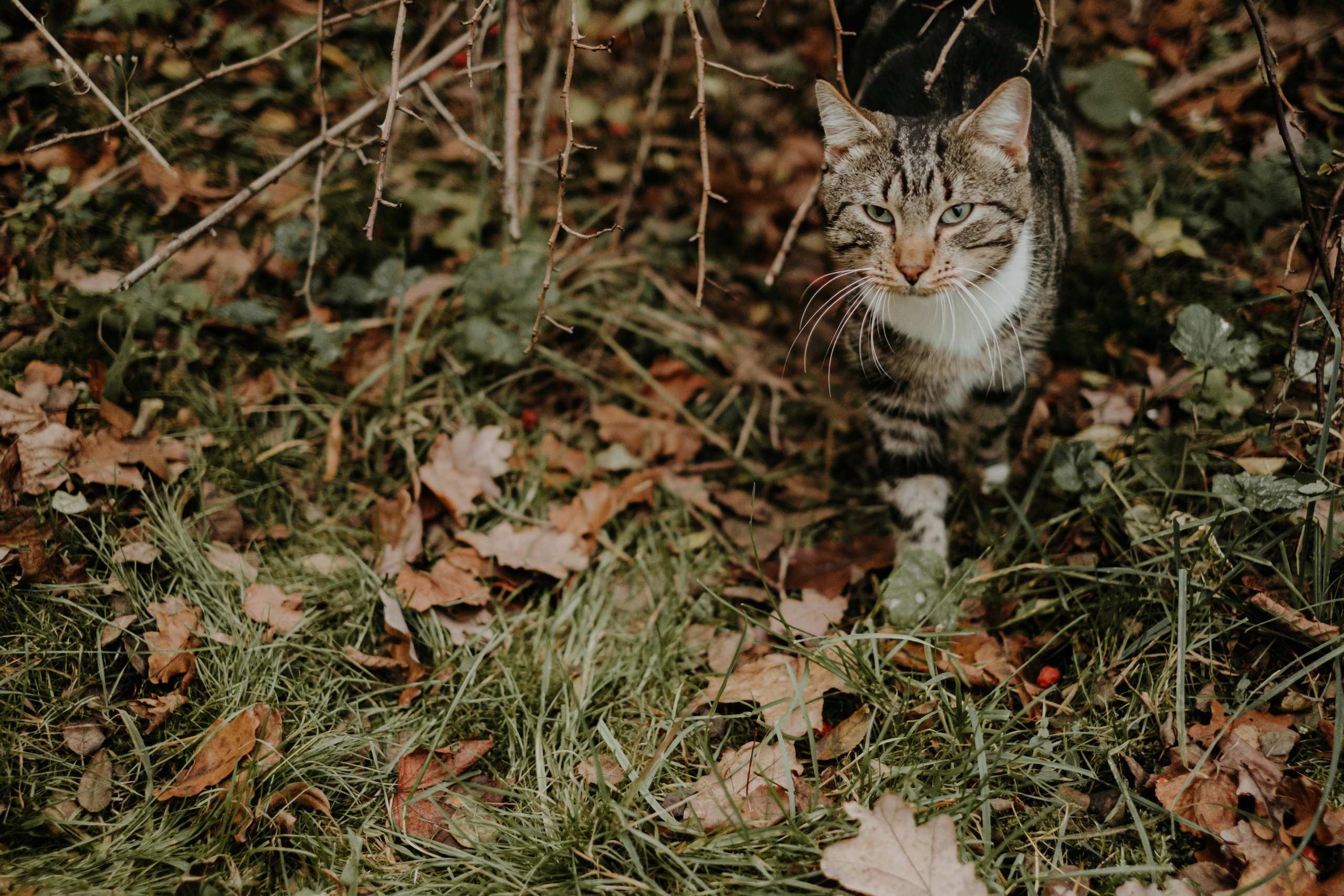 Paegļu ģimene. Kāzu × Ģimenes notikumu fotografs Edgars Kalniņš