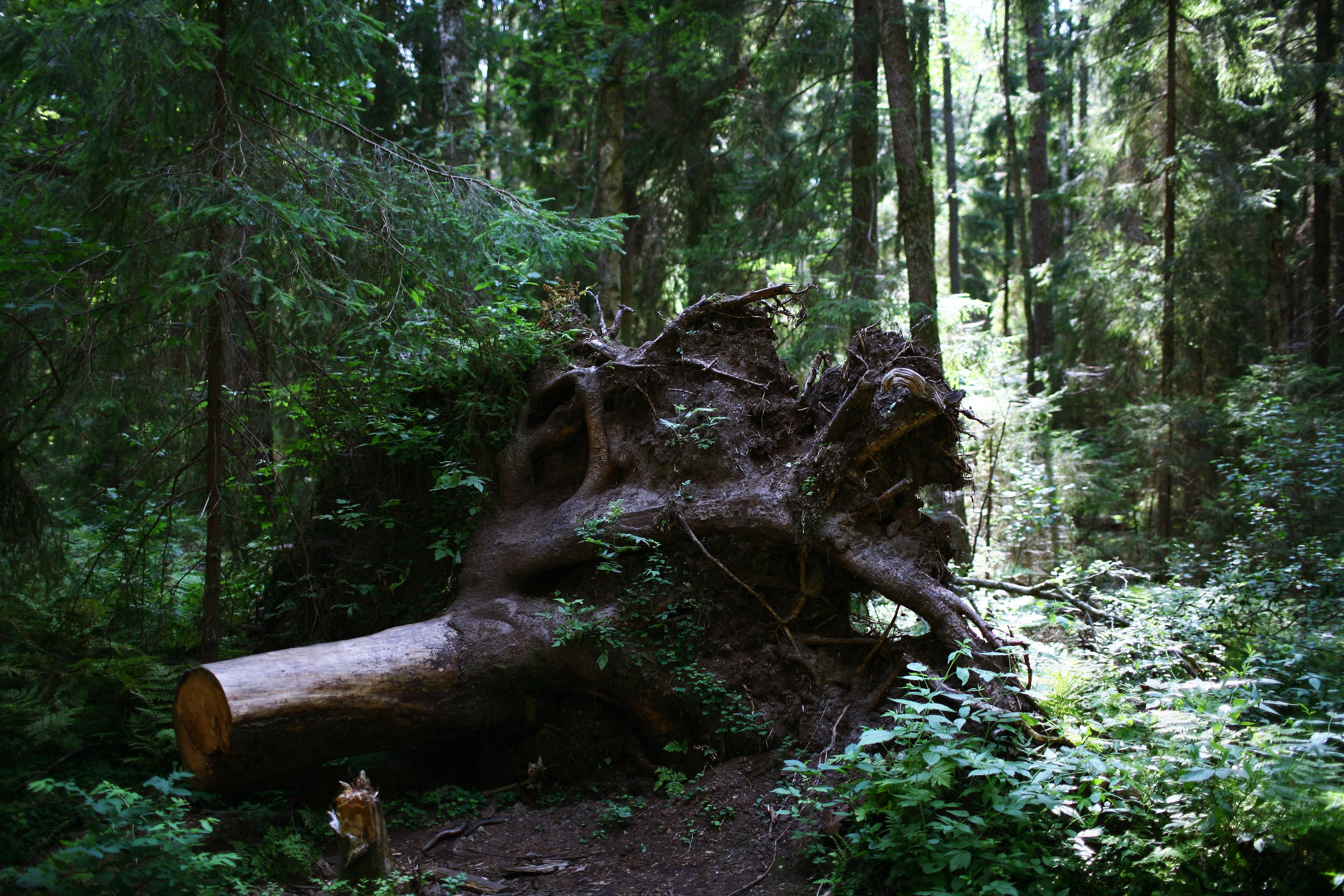 Anna, by herself. Woods and a little bit fire. Victoria Dini. Art photography in London / Folkestone, UK