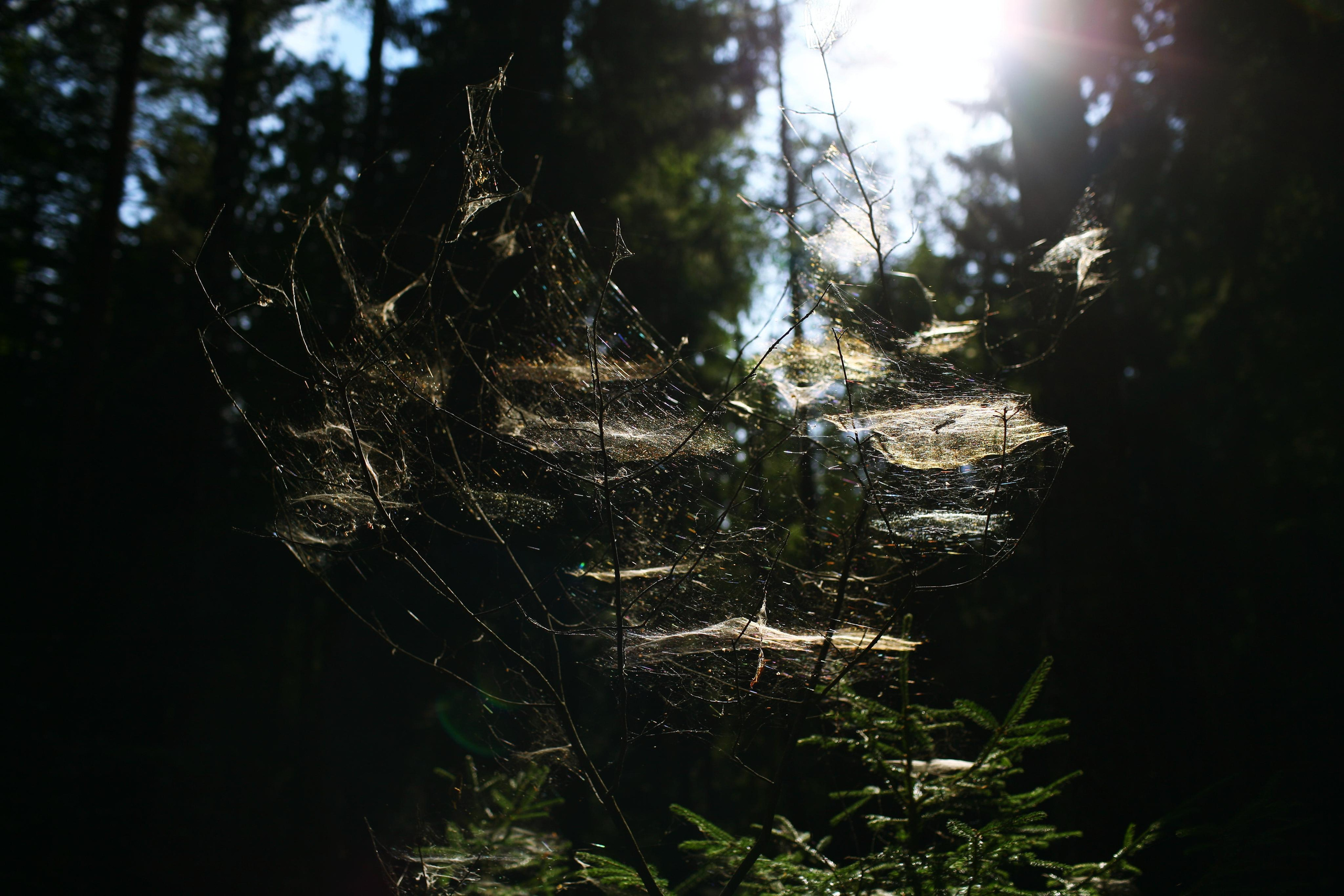Anna, by herself. Woods and a little bit fire. Victoria Dini. Art photography in London / Folkestone, UK