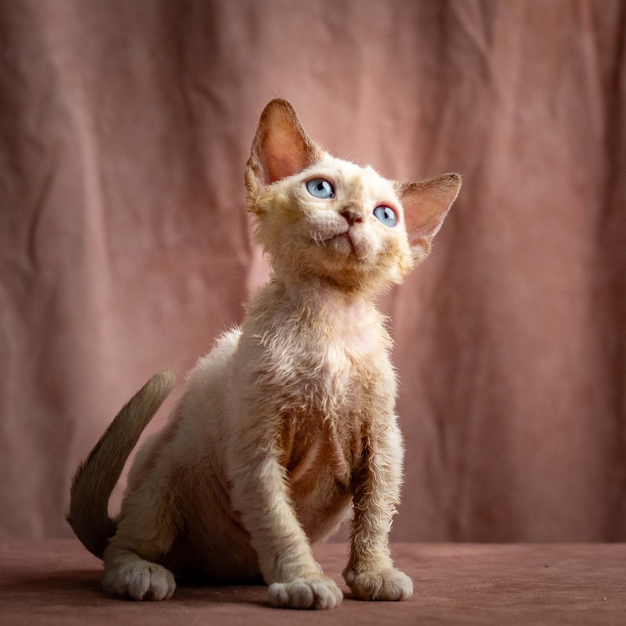 Rosalie, girl, born 05.08.26. Devon Rex Pixie Cattery