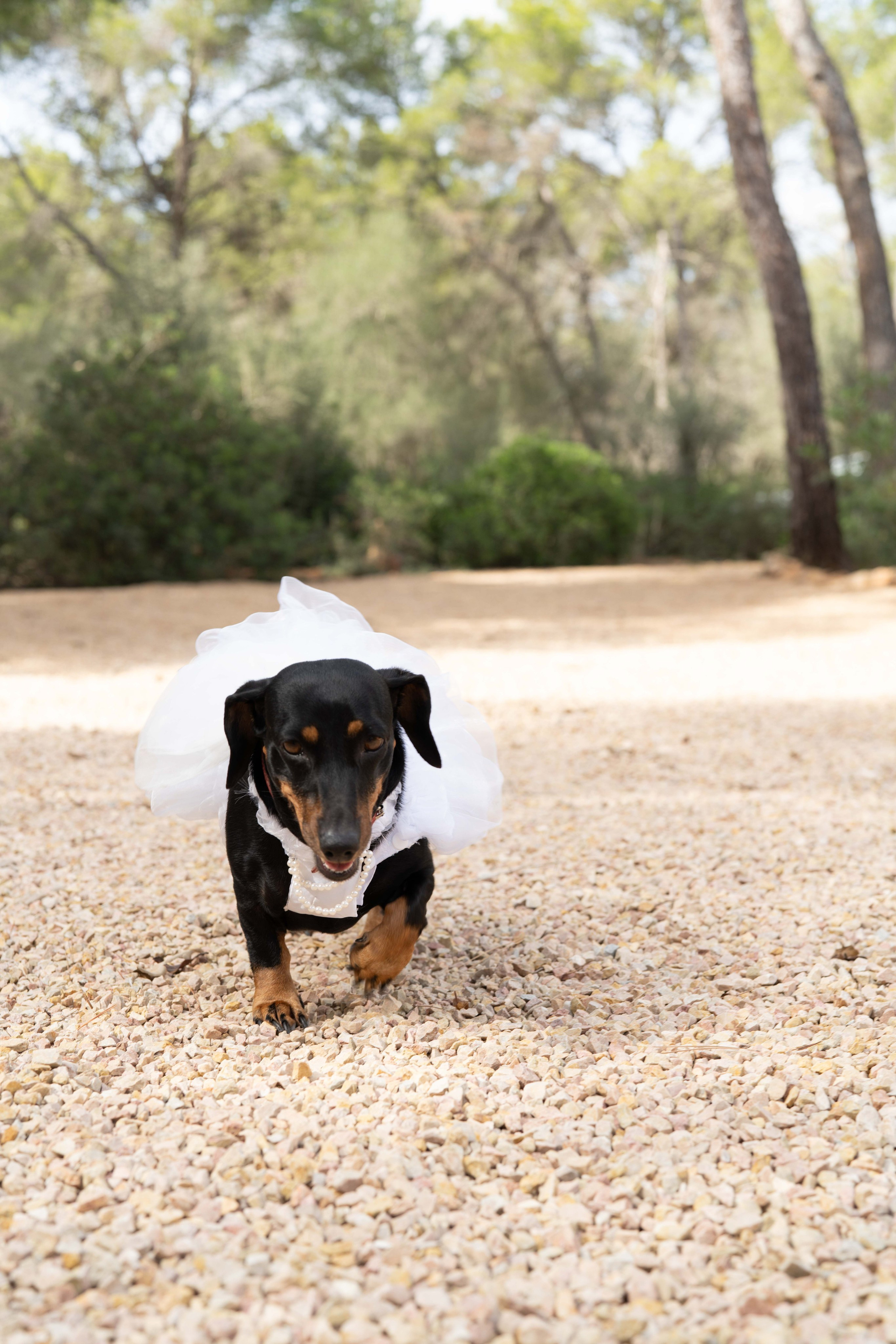 Wedding. Фотограф у Пальма де Майорка