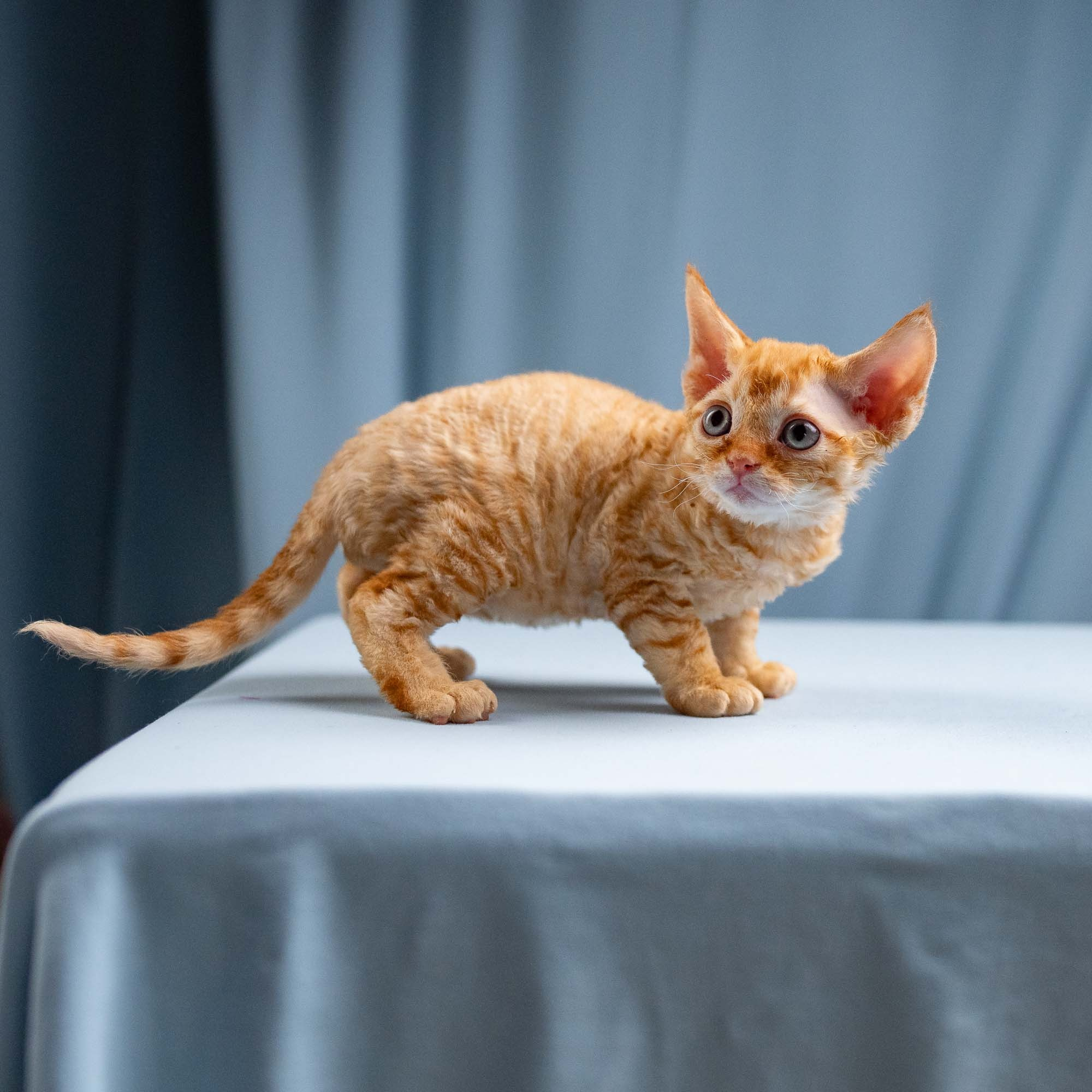 Jackie, boy, born 06.25.2025. Devon Rex Pixie Cattery