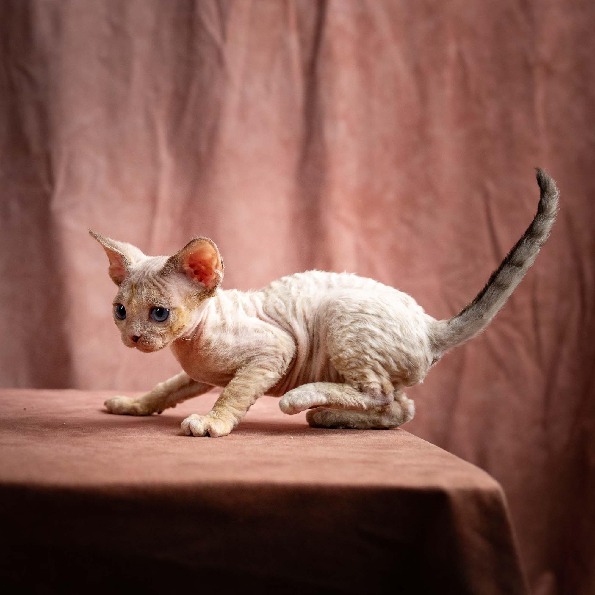 Rocco, boy, born 05.08.26. Devon Rex Pixie Cattery