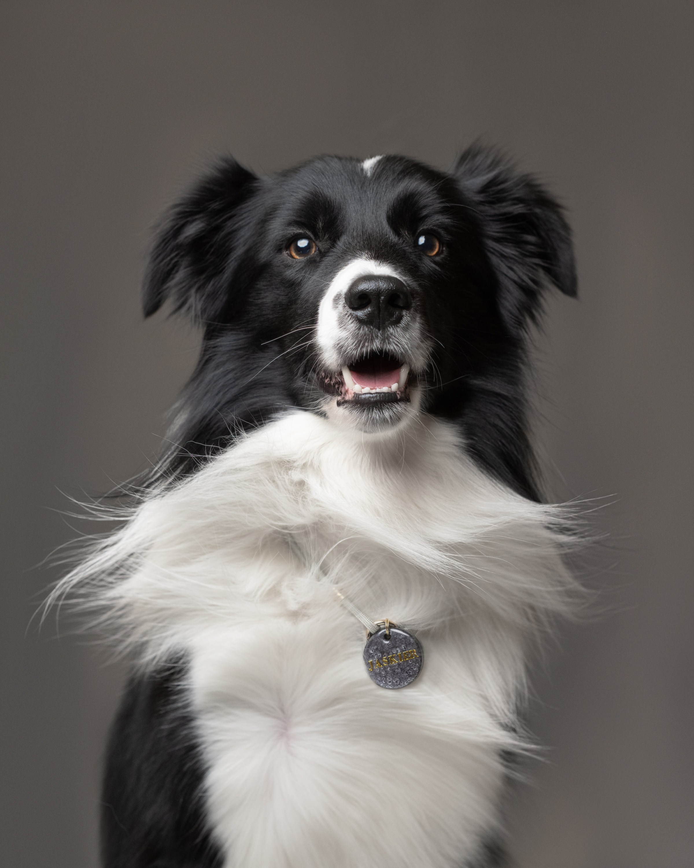 Commercial & UGC Pet Product Photography by Tanya Asfir. Tanya Asfir — Pet & Animal Photographer | Belgrade, Serbia