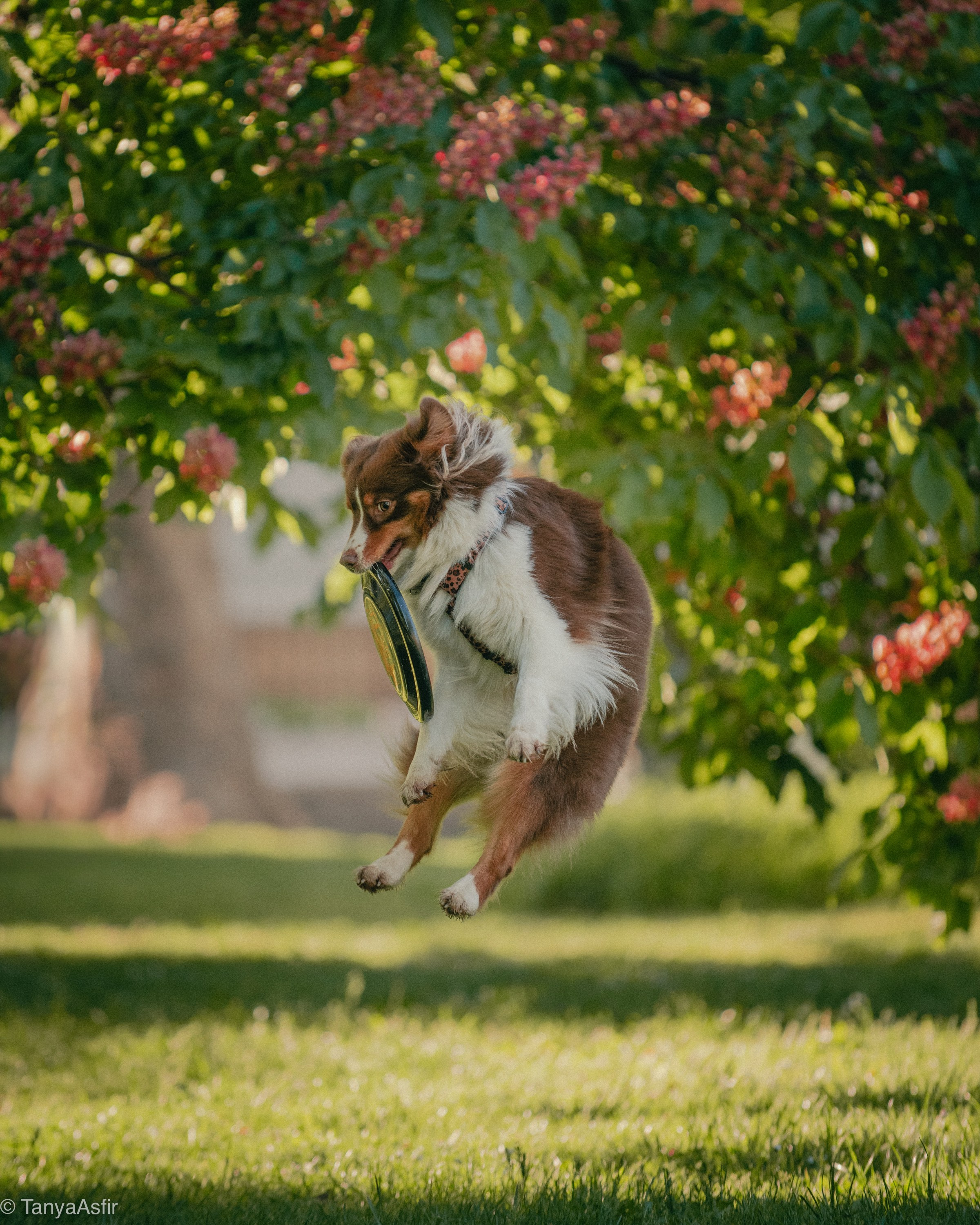 Professional dog photography: agility, frisbee, obedience, IGP. Tanya Asfir — Pet & Animal Photographer | Belgrade, Serbia