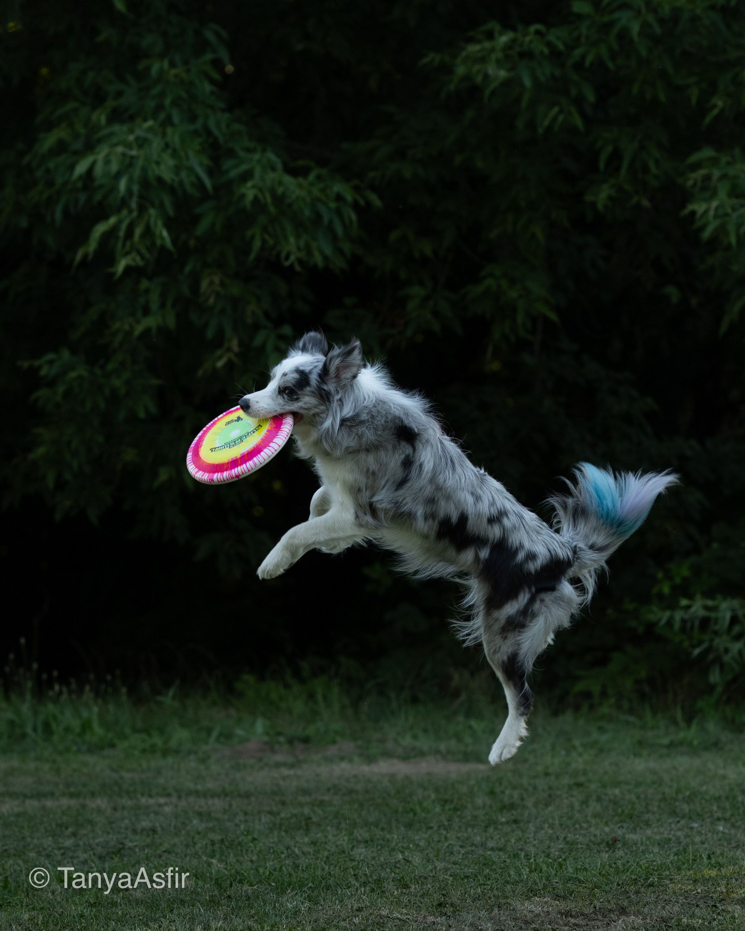 Professional dog photography: agility, frisbee, obedience, IGP. Tanya Asfir — Pet & Animal Photographer | Belgrade, Serbia