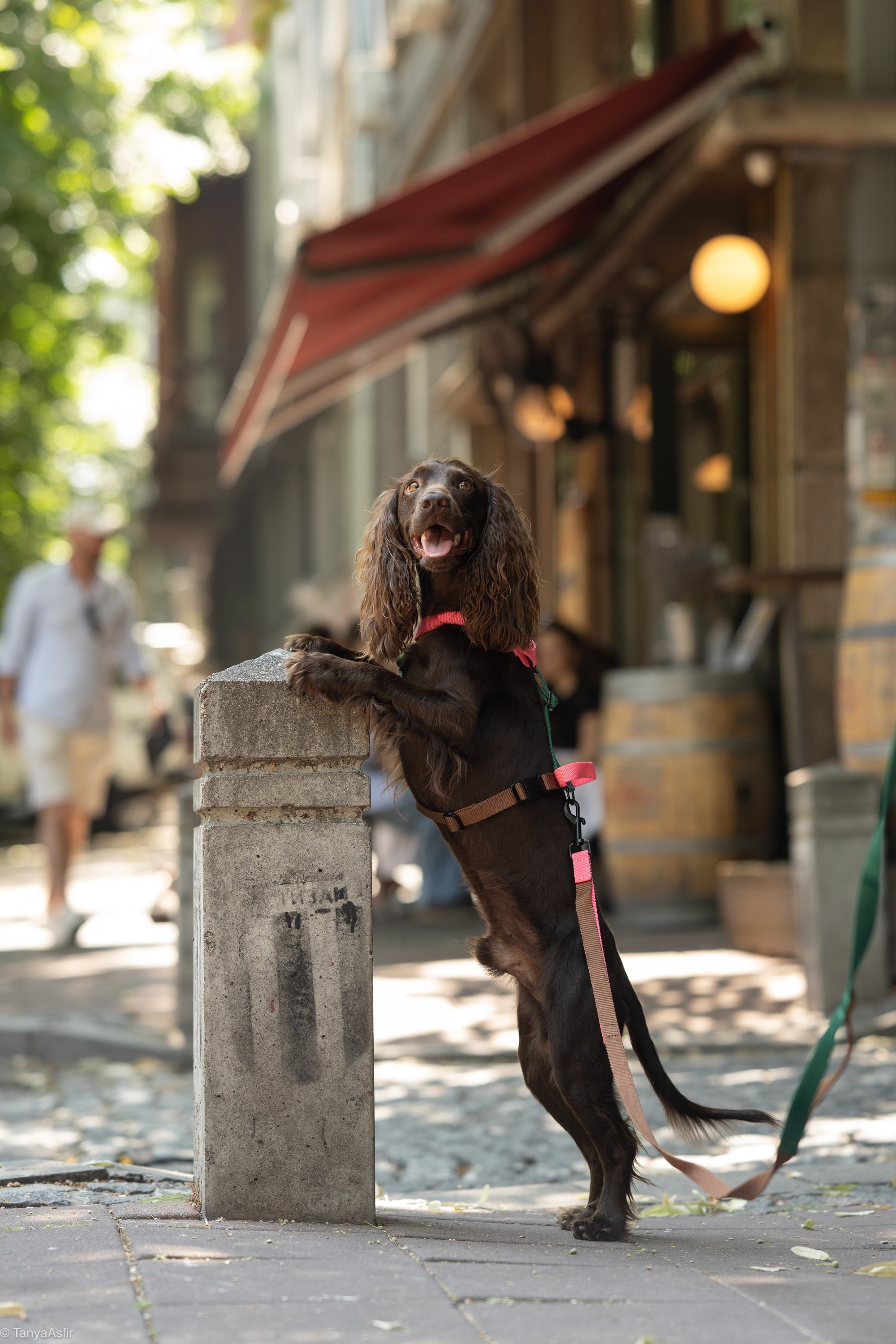 Commercial & UGC Pet Product Photography by Tanya Asfir. Tanya Asfir — Pet & Animal Photographer | Belgrade, Serbia