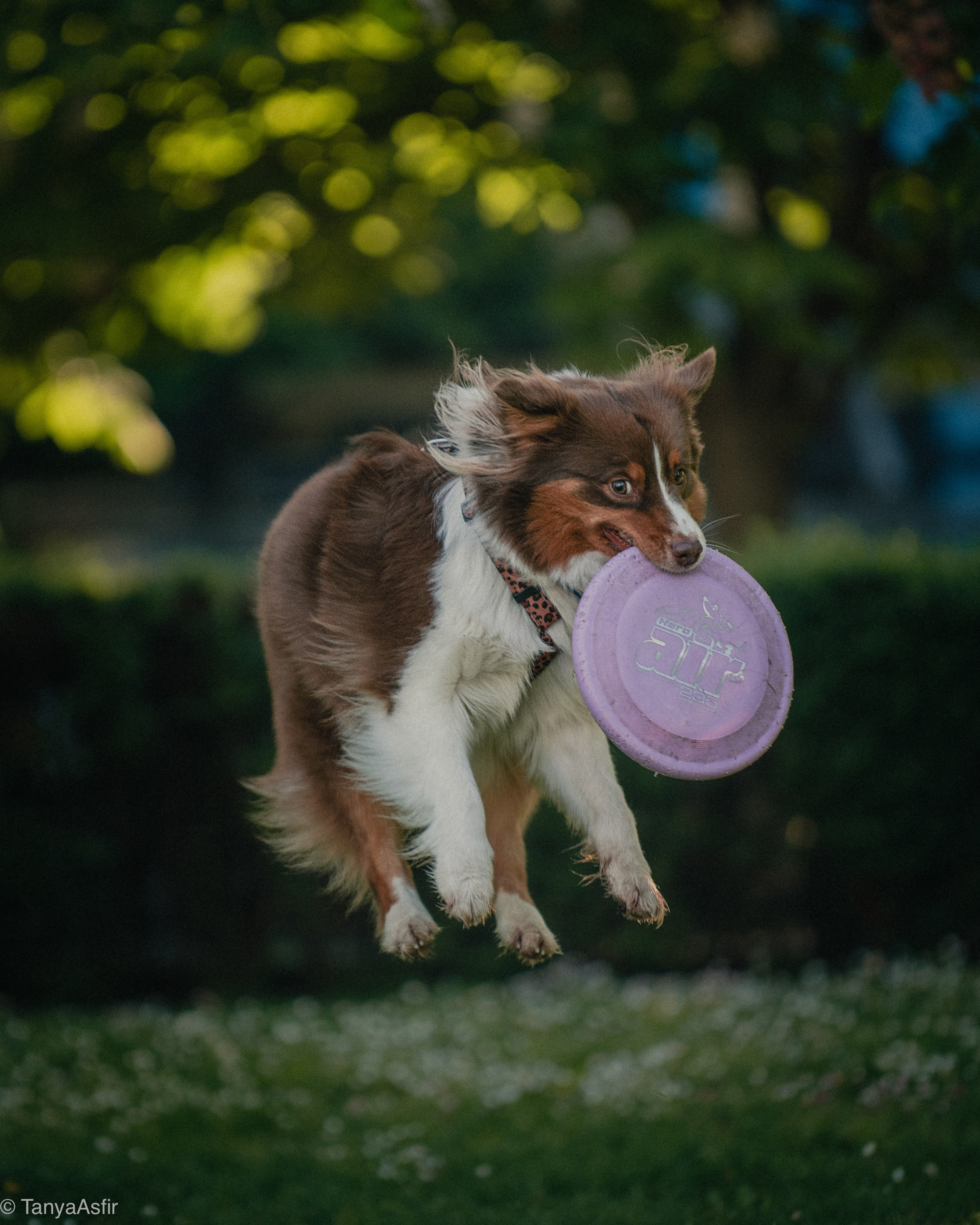 Professional dog photography: agility, frisbee, obedience, IGP. Tanya Asfir — Pet & Animal Photographer | Belgrade, Serbia