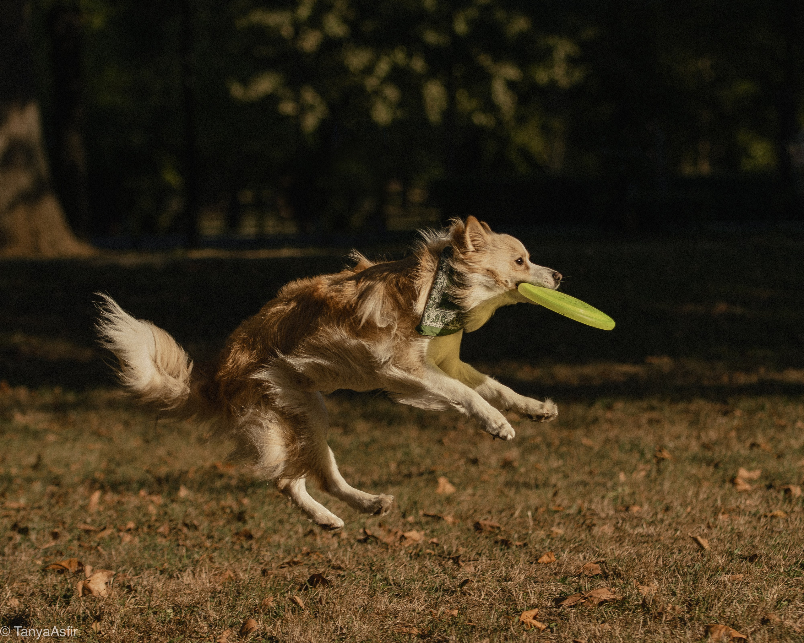 Professional dog photography: agility, frisbee, obedience, IGP. Tanya Asfir — Pet & Animal Photographer | Belgrade, Serbia