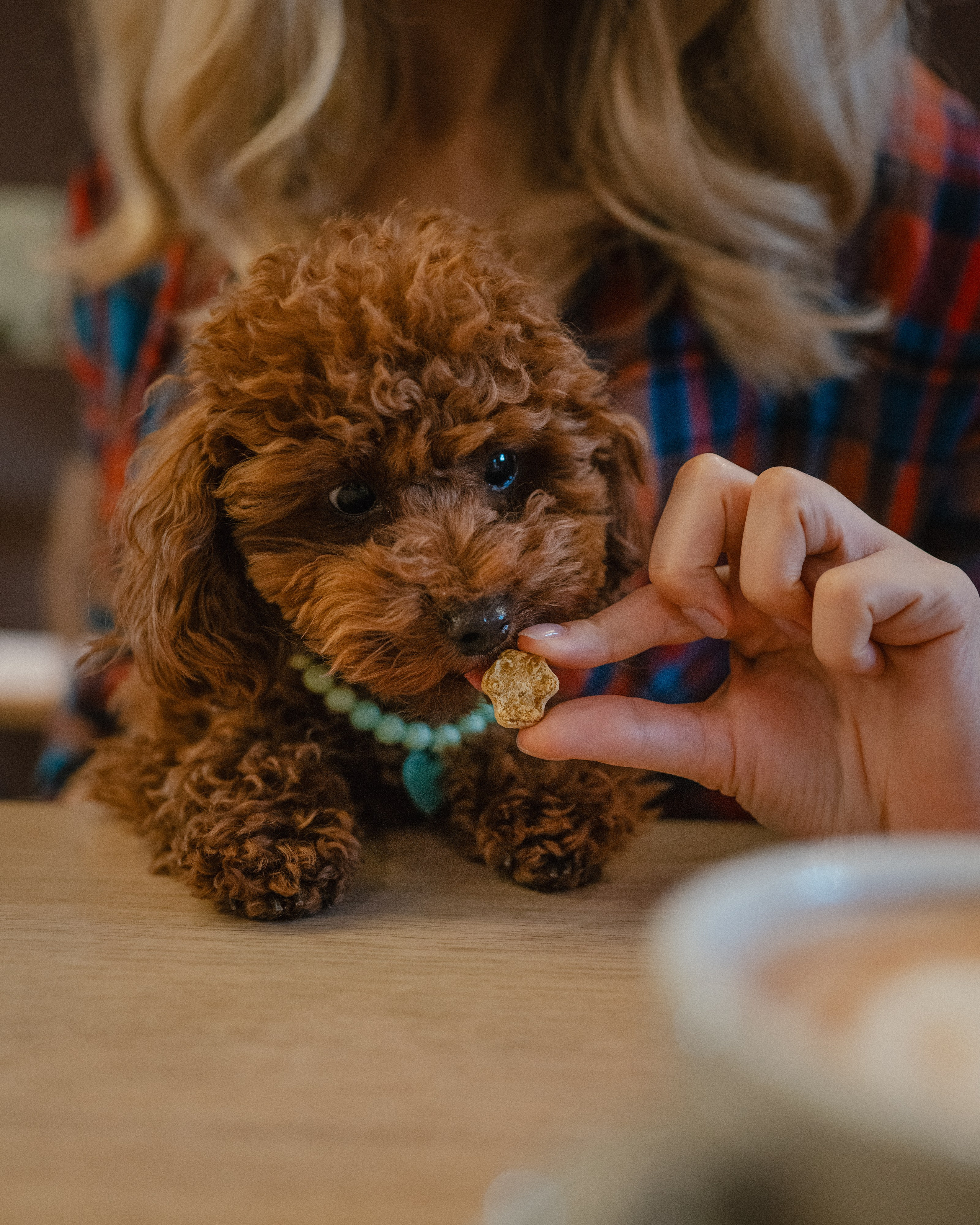 Commercial & UGC Pet Product Photography by Tanya Asfir. Tanya Asfir — Pet & Animal Photographer | Belgrade, Serbia