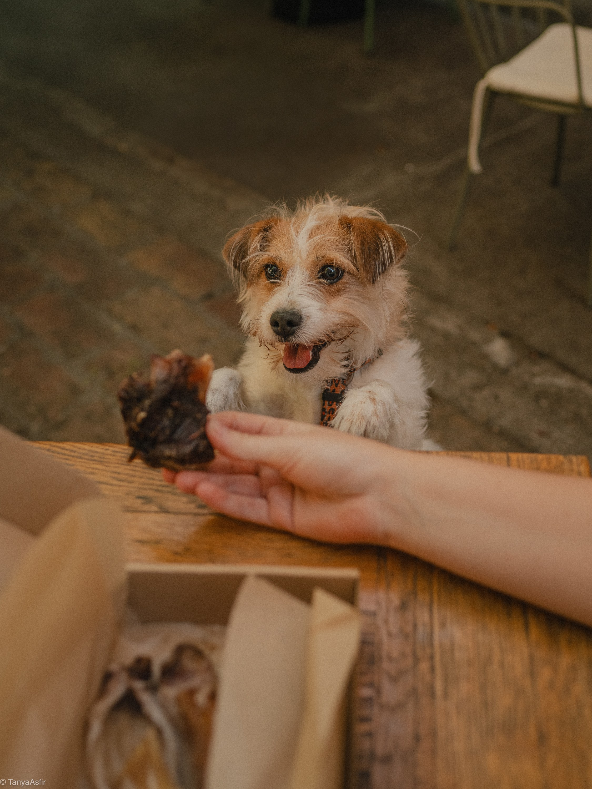 Commercial & UGC Pet Product Photography by Tanya Asfir. Tanya Asfir — Pet & Animal Photographer | Belgrade, Serbia