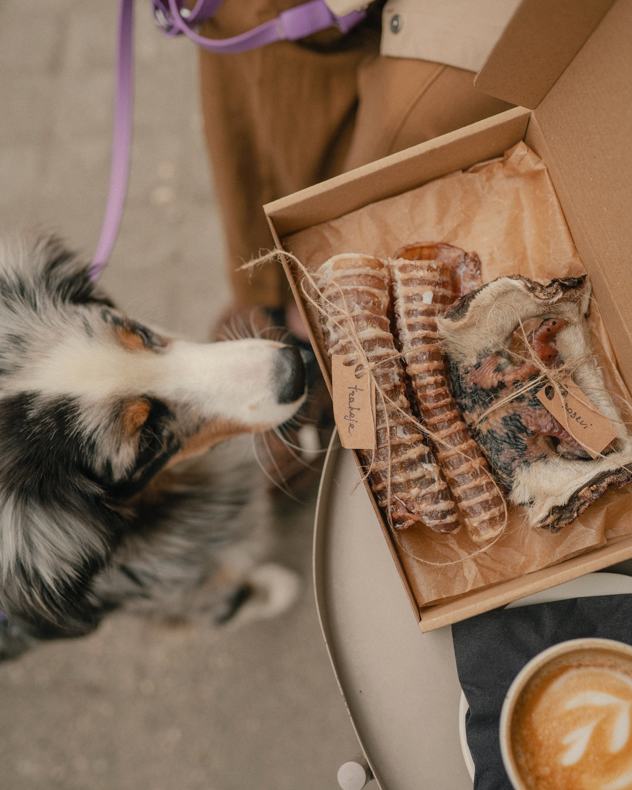 Commercial & UGC Pet Product Photography by Tanya Asfir. Tanya Asfir — Pet & Animal Photographer | Belgrade, Serbia