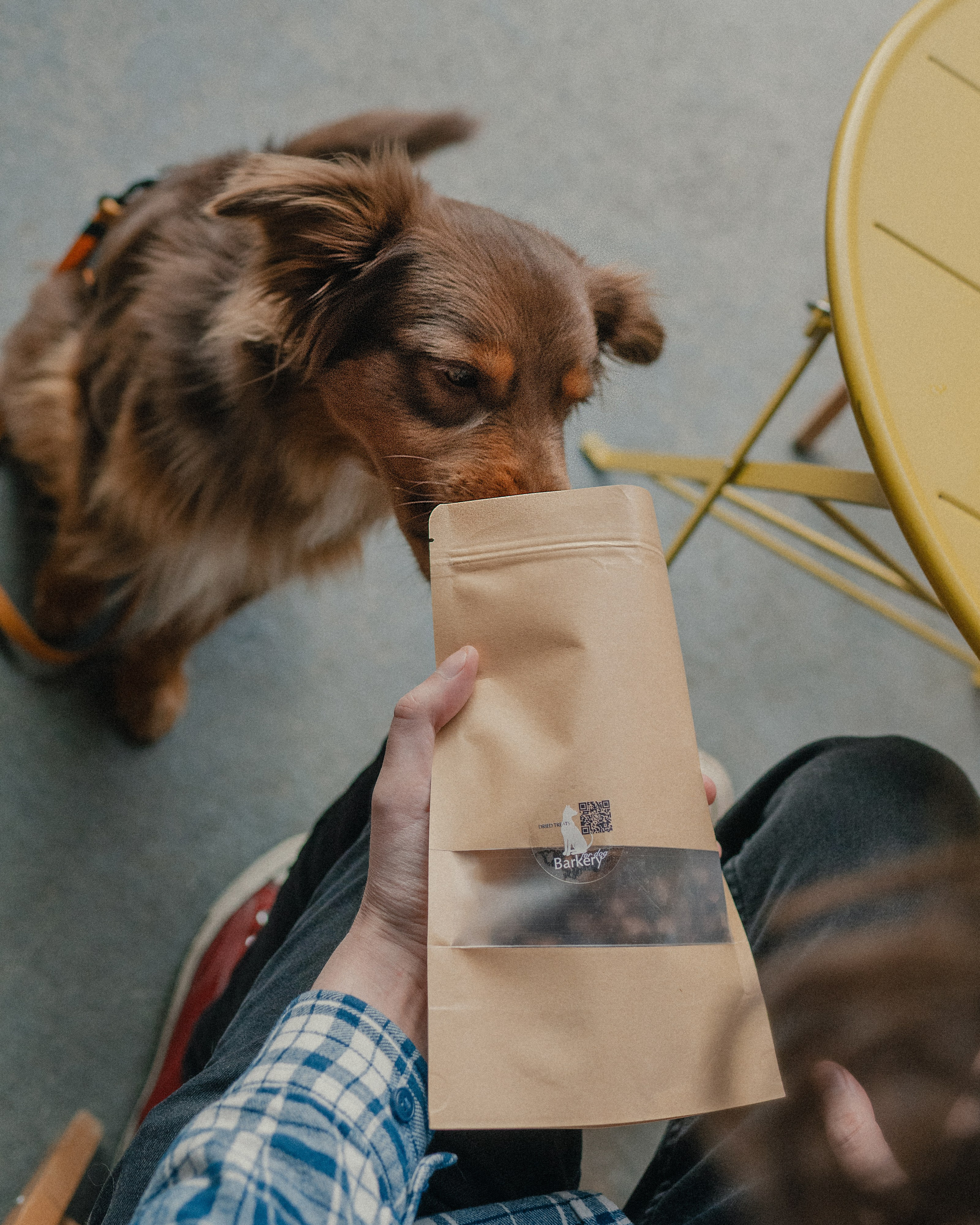 Commercial & UGC Pet Product Photography by Tanya Asfir. Tanya Asfir — Pet & Animal Photographer | Belgrade, Serbia