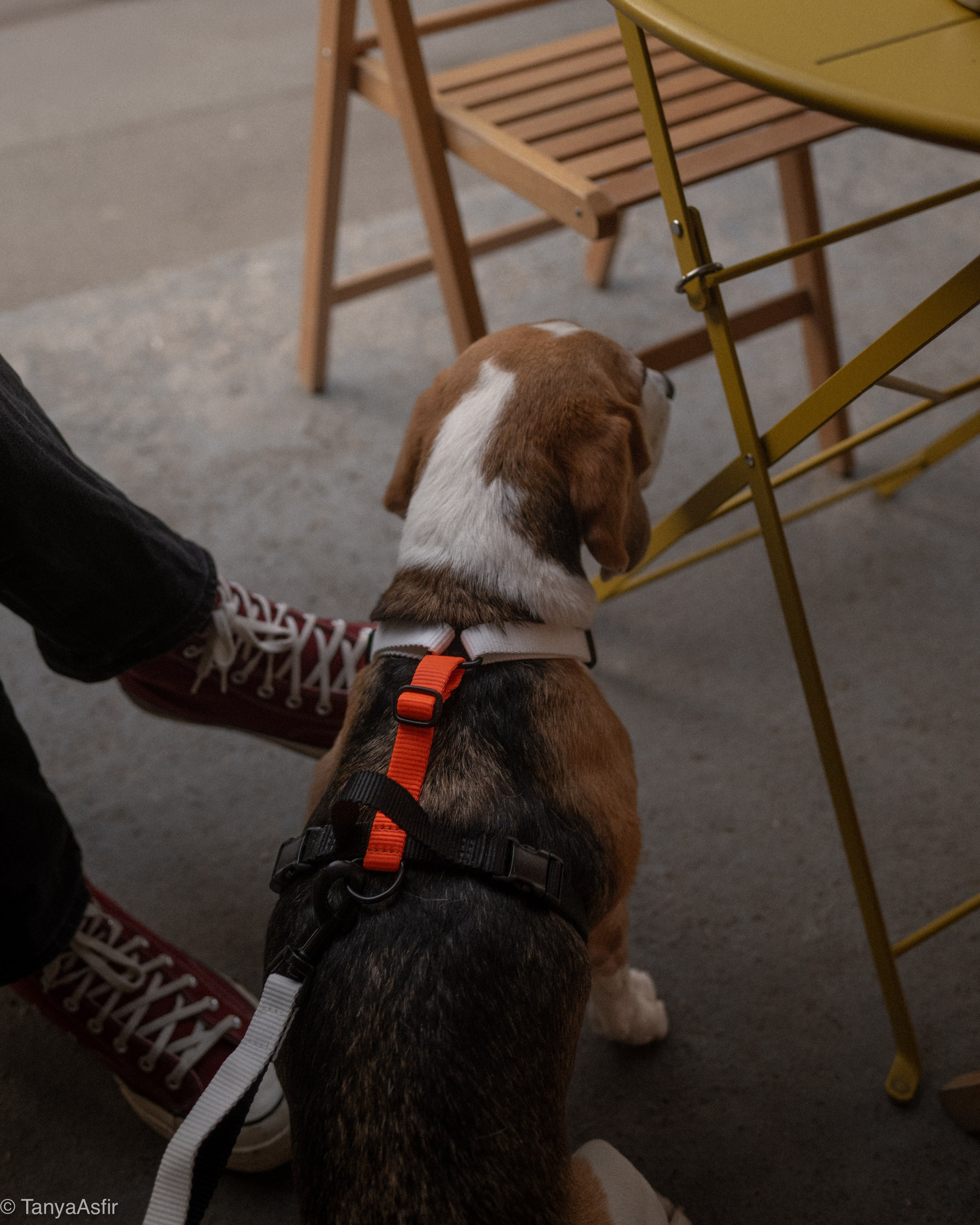 Commercial & UGC Pet Product Photography by Tanya Asfir. Tanya Asfir — Pet & Animal Photographer | Belgrade, Serbia