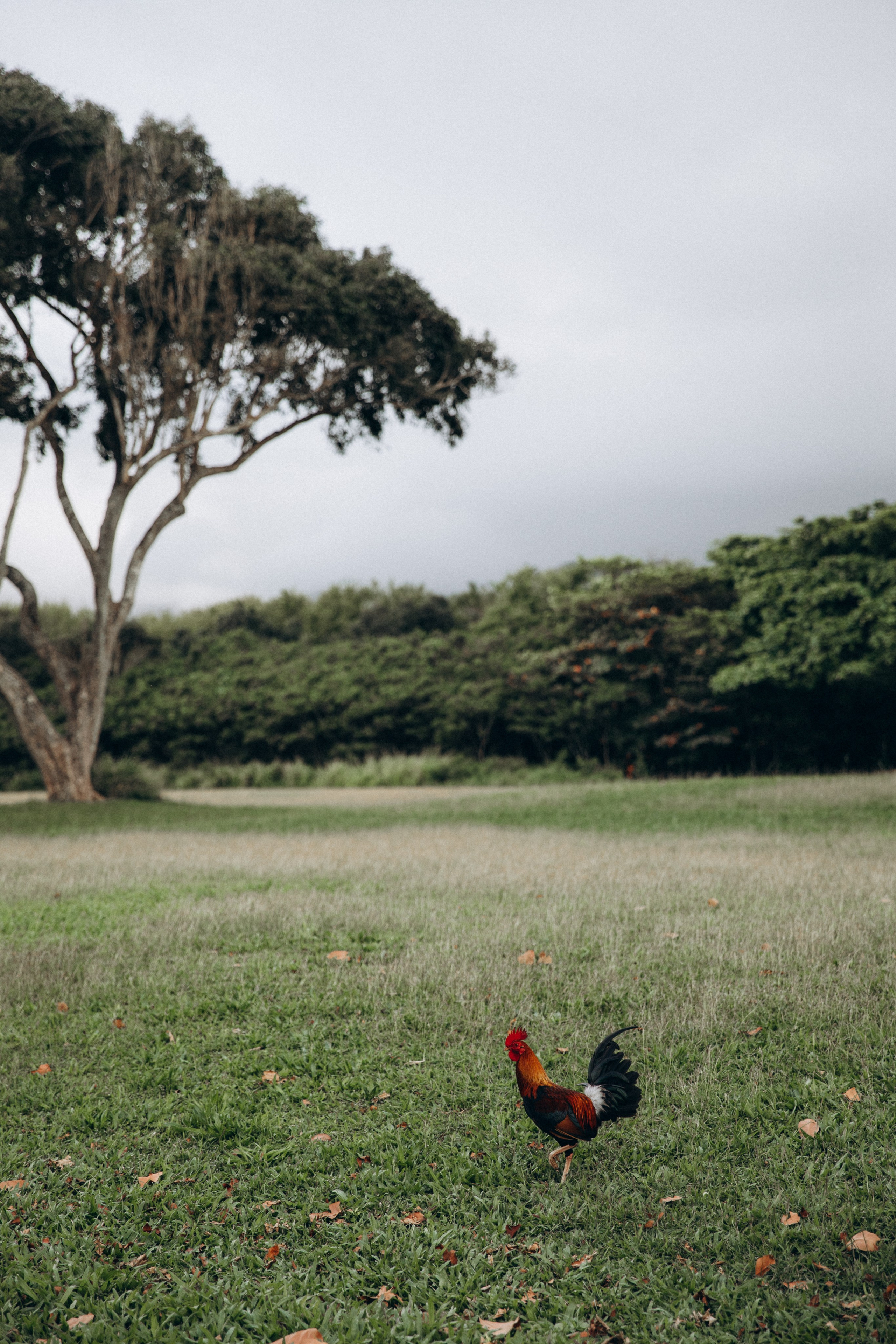 Picnic at Kualoa Regional Park with mountain views