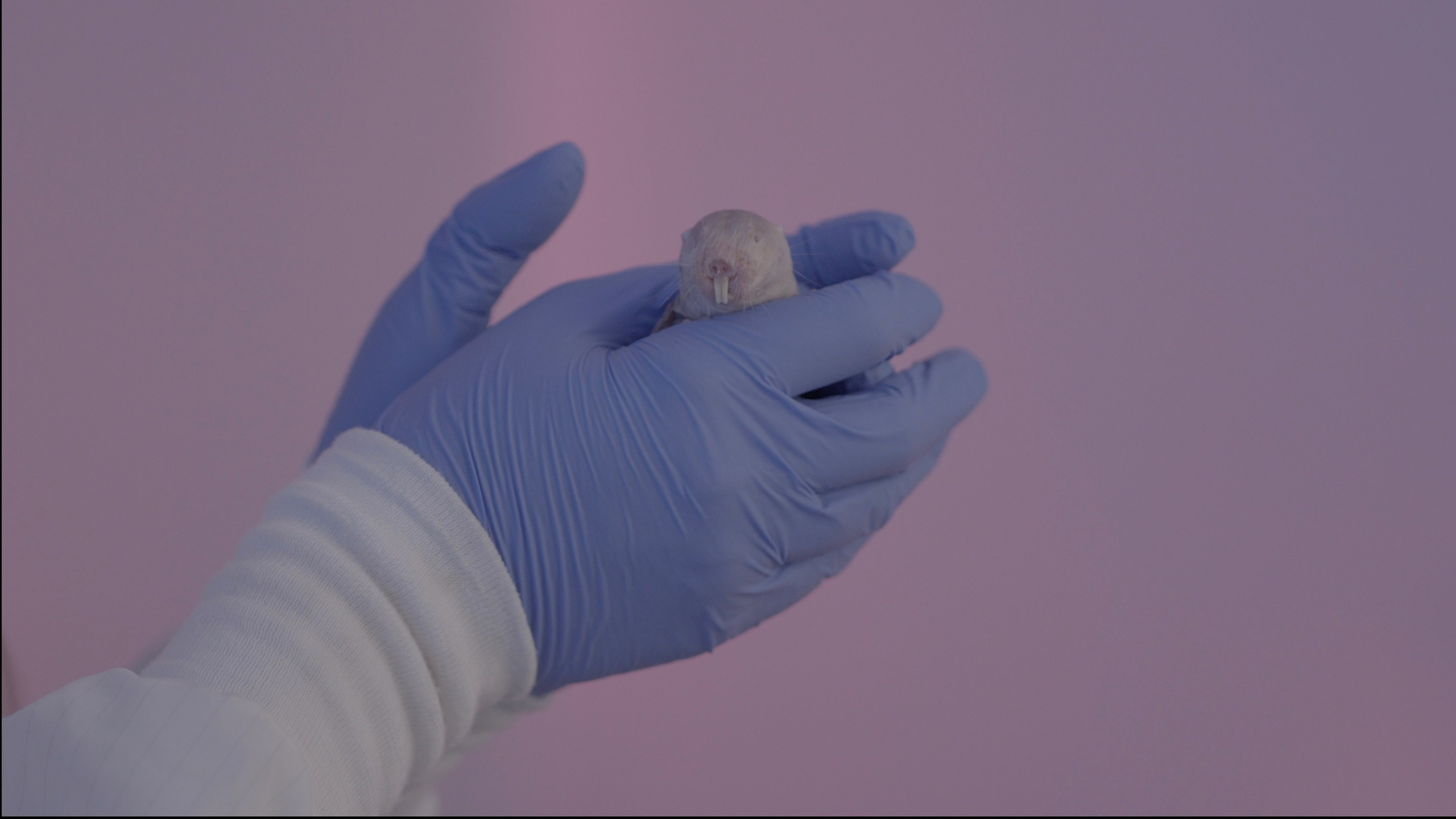 Longevity. Singularity Film