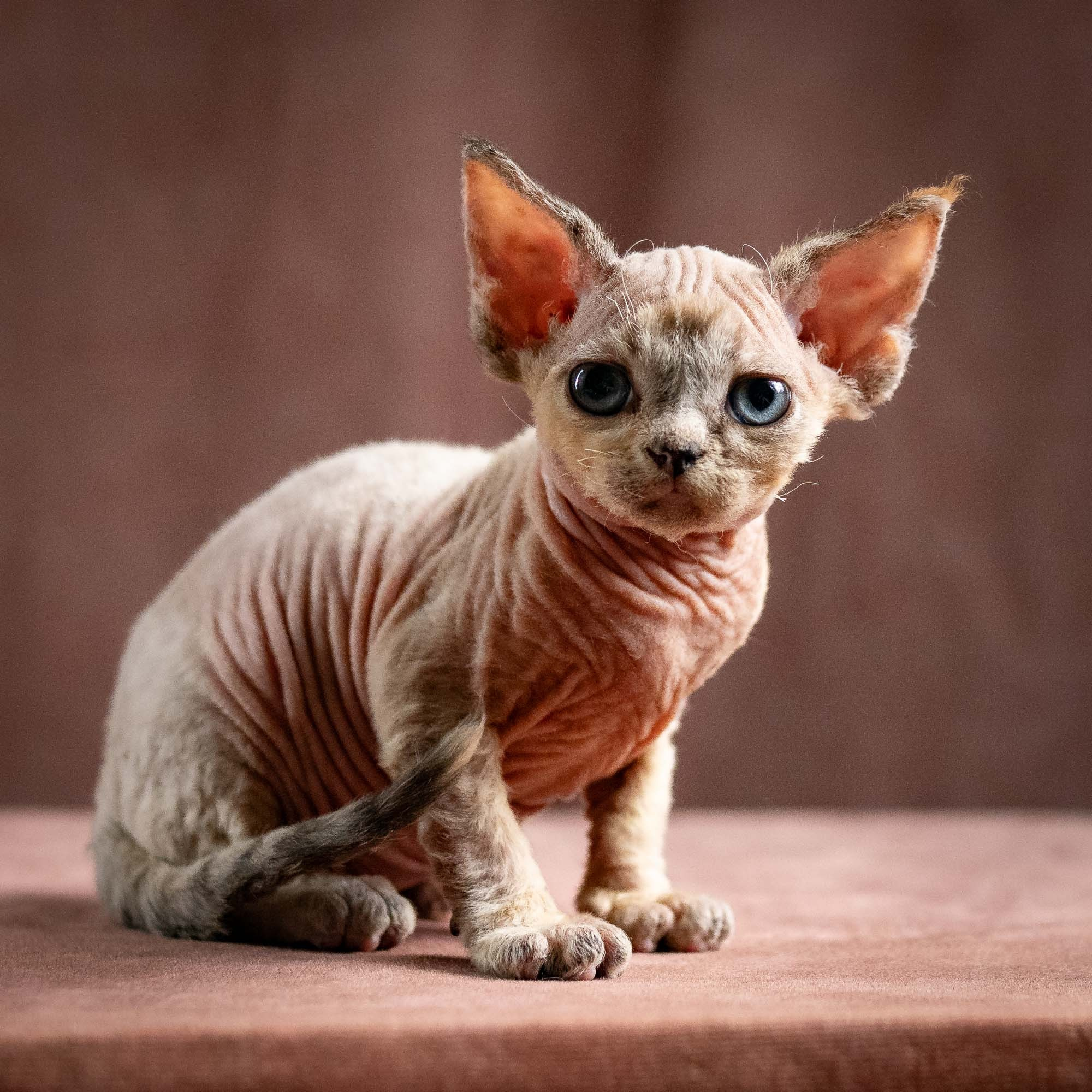 Quinley, girl, born 02.14.26. Devon Rex Pixie Cattery