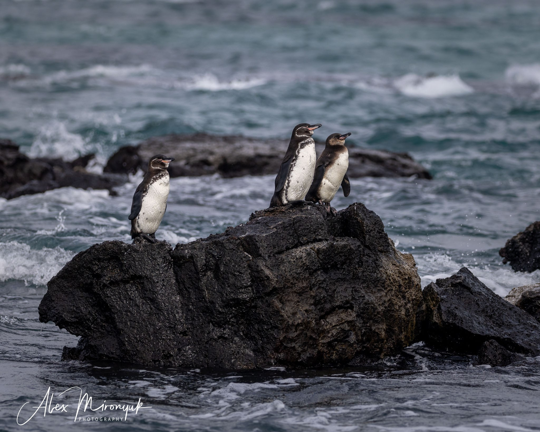 Galapagos Islands Adventure. Alex Mironyuk Photography