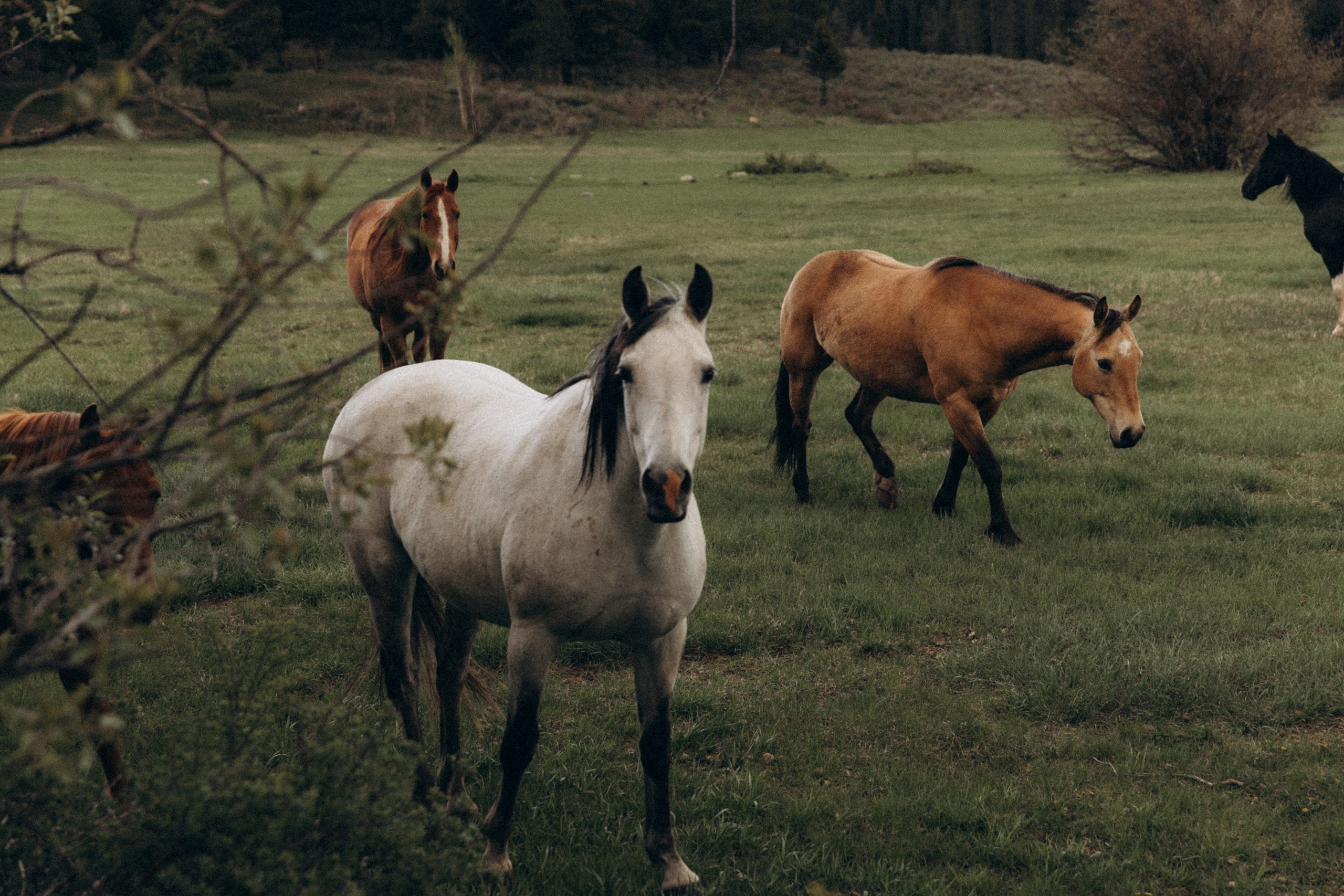 Minis With Horses (Massachusetts)