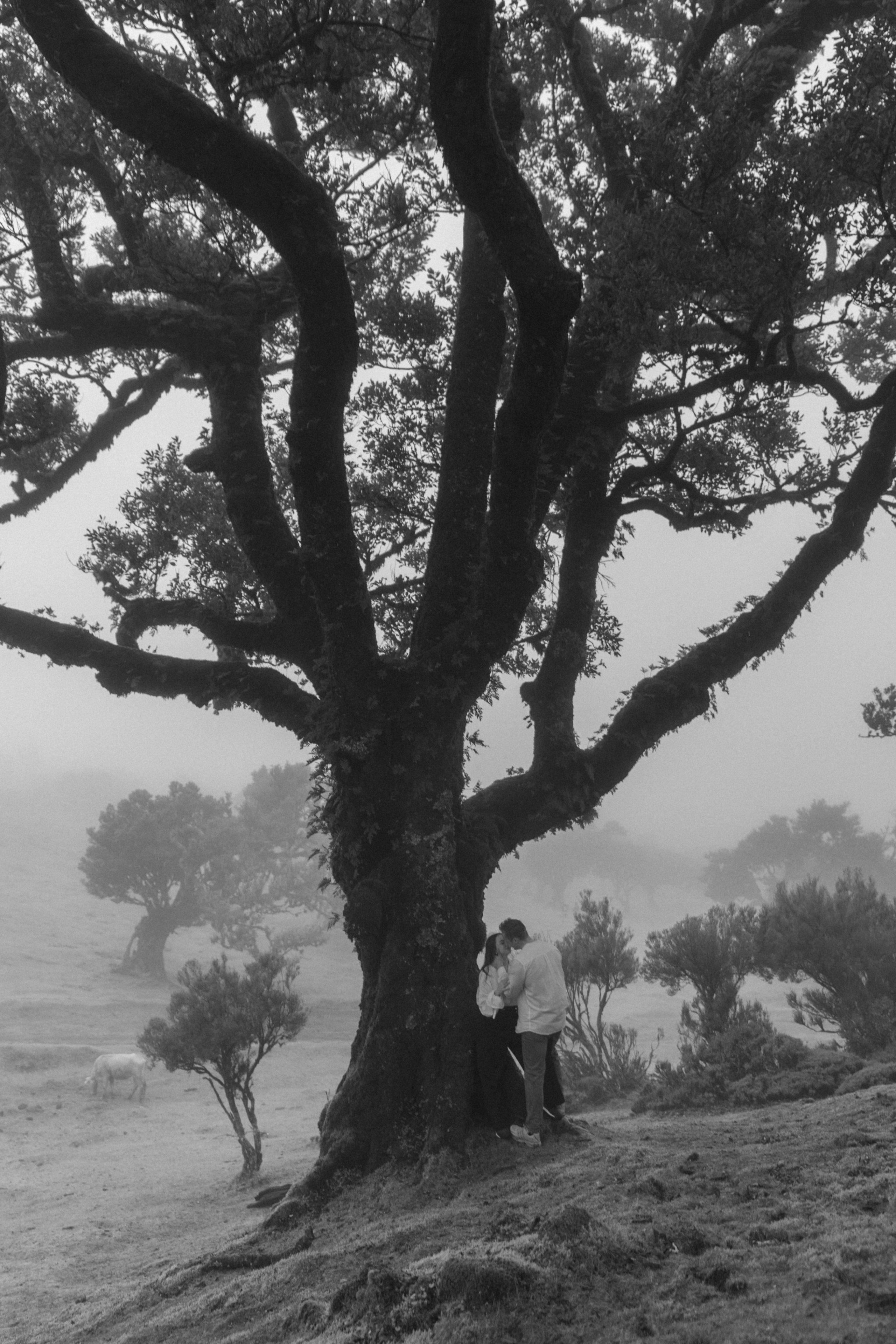 Magic of Fanal Forest. Wedding photographer and videographer based in Timisoara, Romania