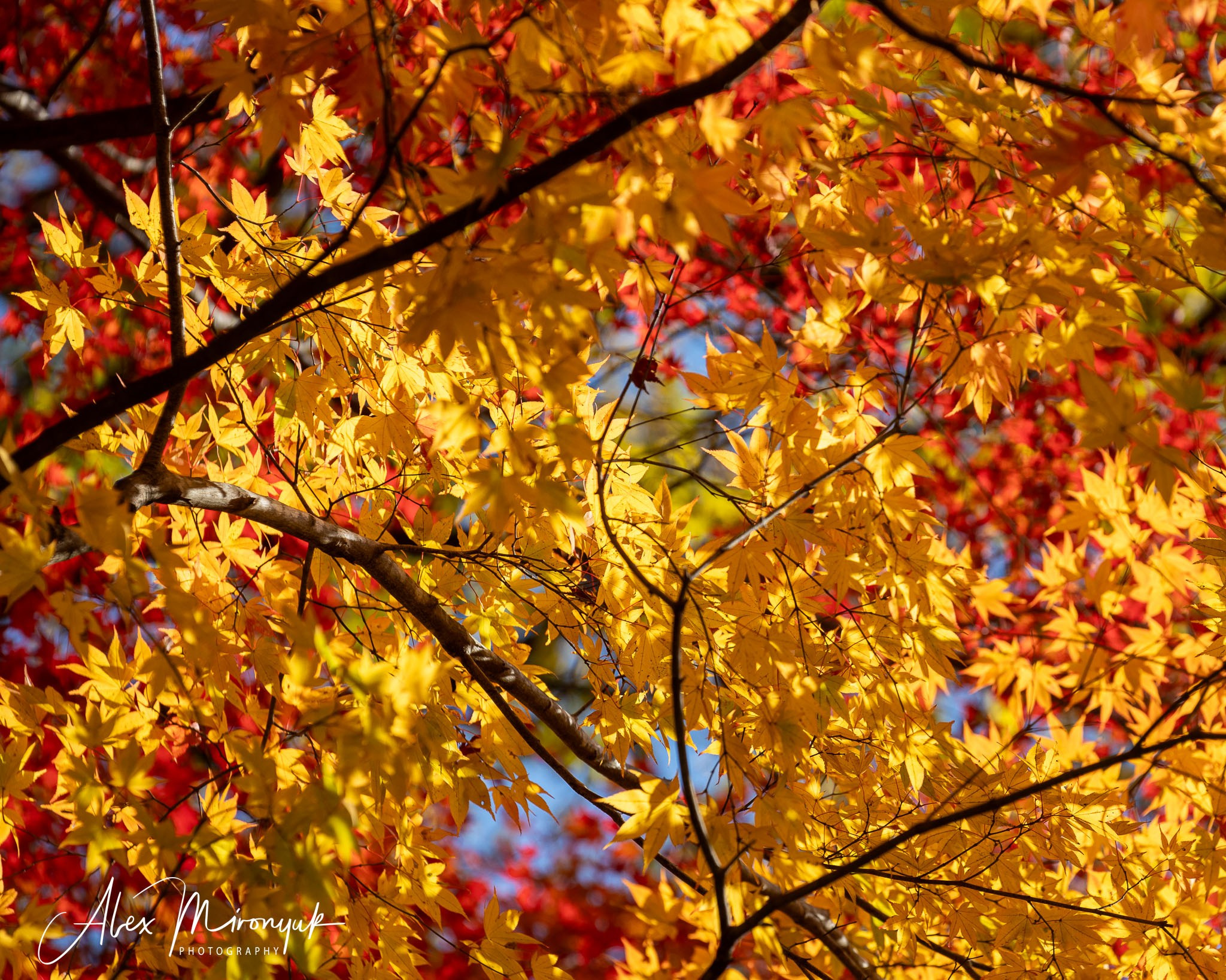 Autumn Colors of Japan. Pet, Senior, Landscape, portrait studio, photographer in Miami and Sou