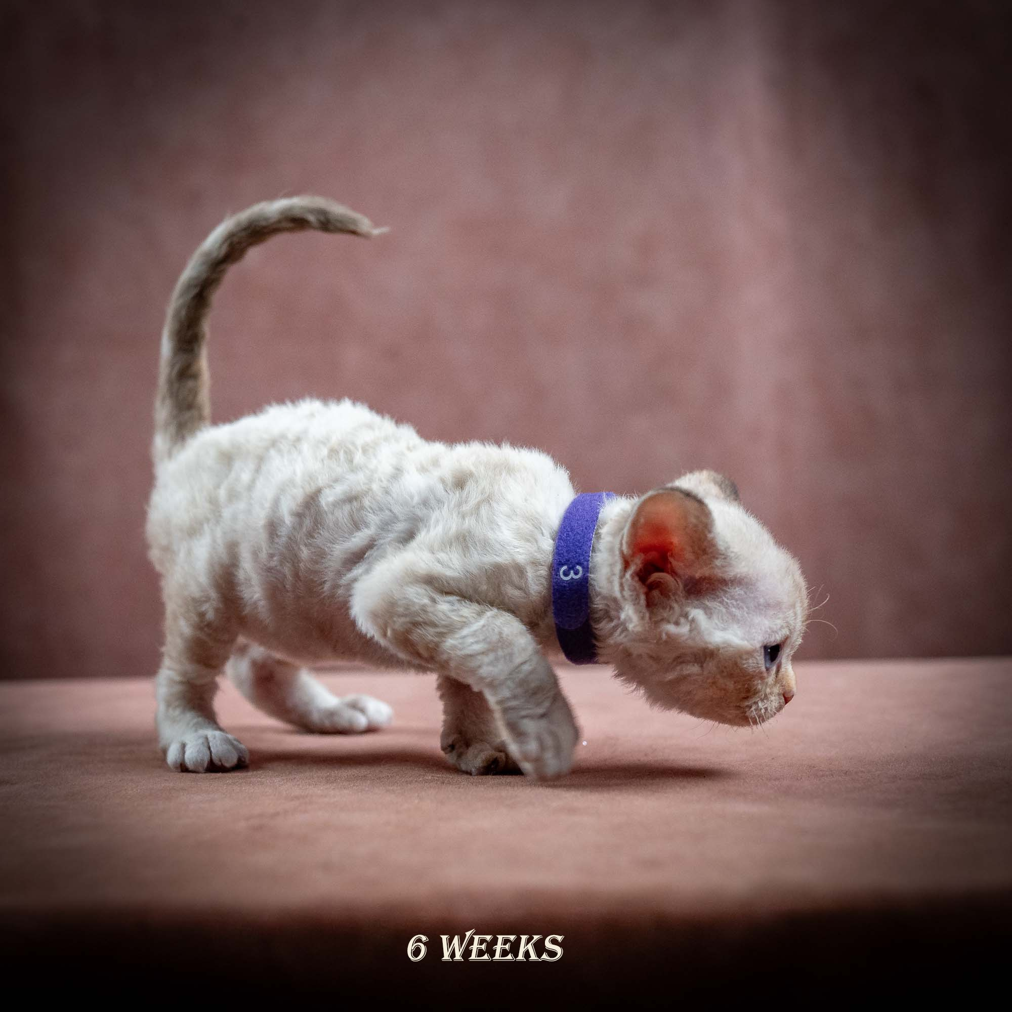 Iris, girl, born 06.01.2025. Devon Rex Pixie Cattery