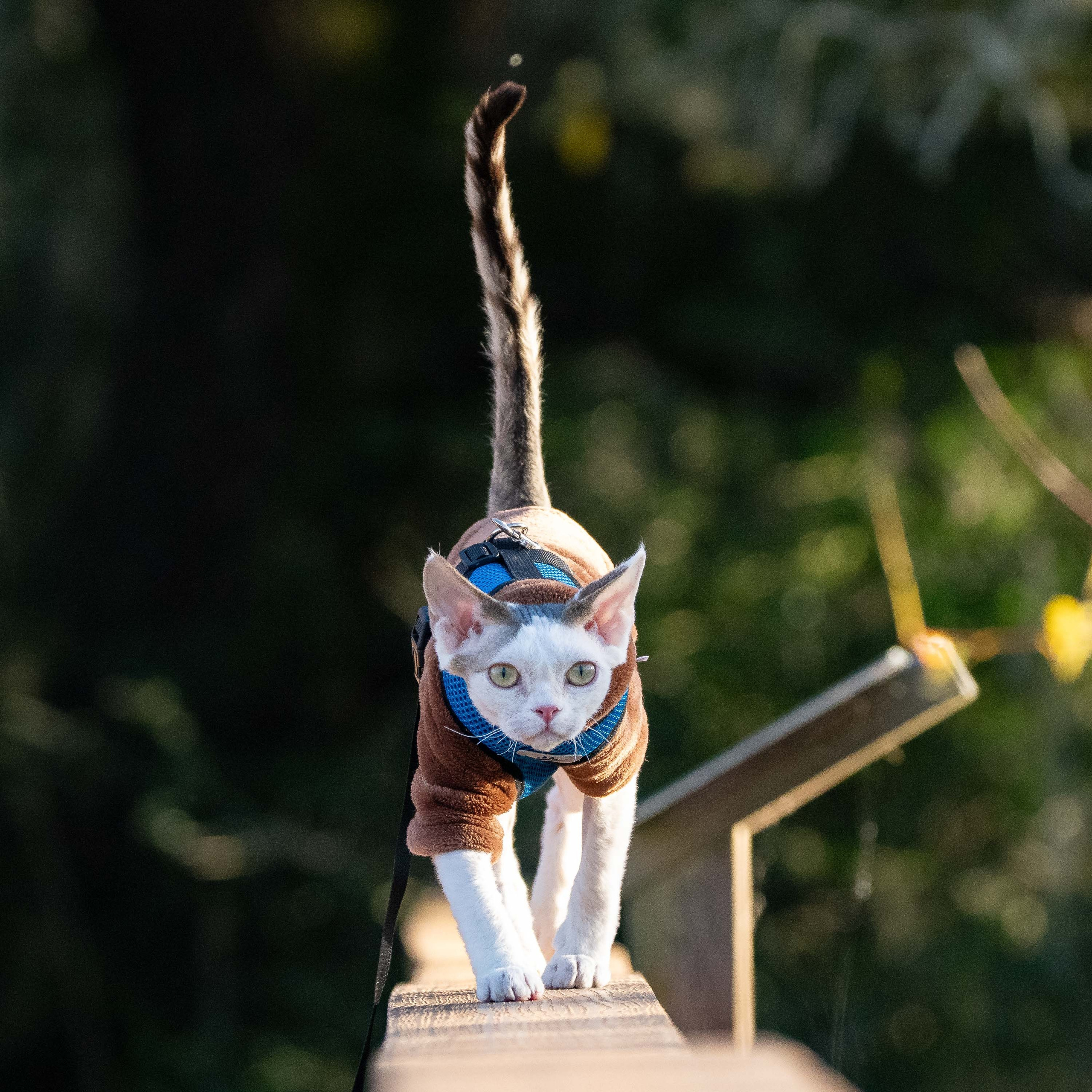 Oscar, boy, born 04.15.2025. Devon Rex Pixie Cattery