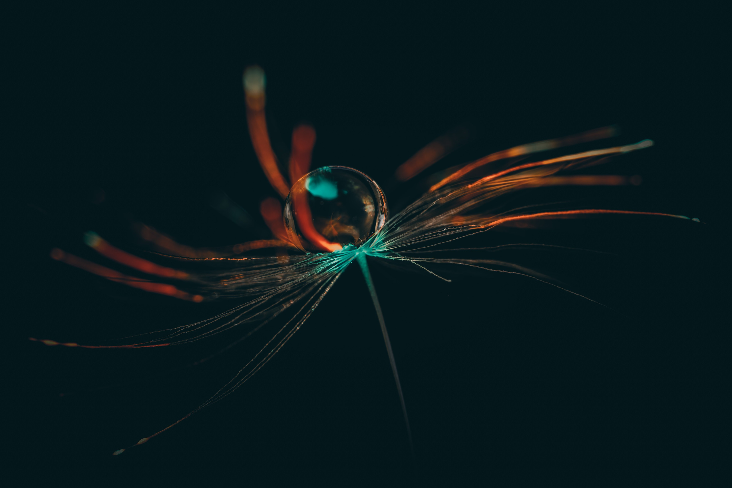 Creative Macro Photographer & Content Creator in Birmingham, UK — Lee Hall