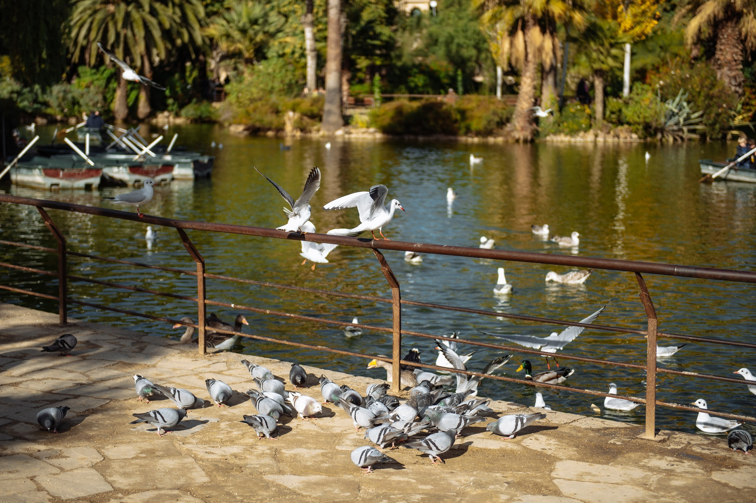 Despedida de Soltera. Фотограф Екатерина Гасанова — фотосессии в Барселоне